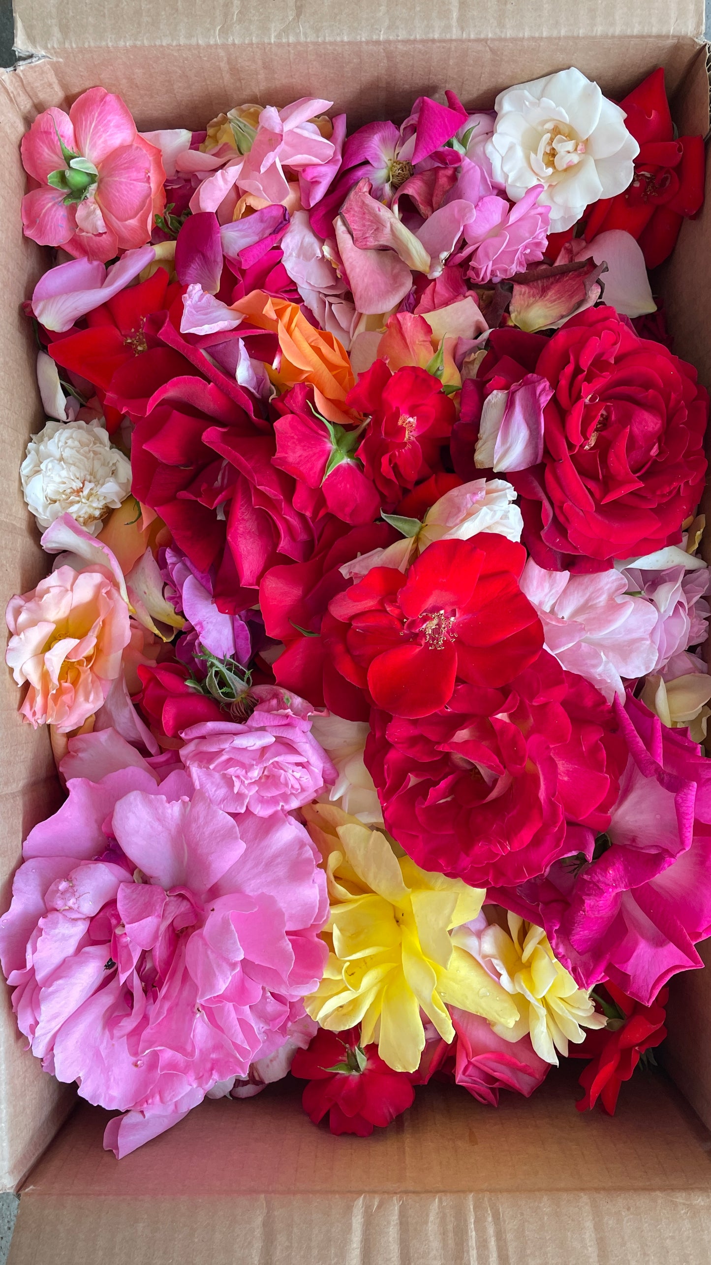 Petali di rose per eventi speciali, feste, matrimoni etc
