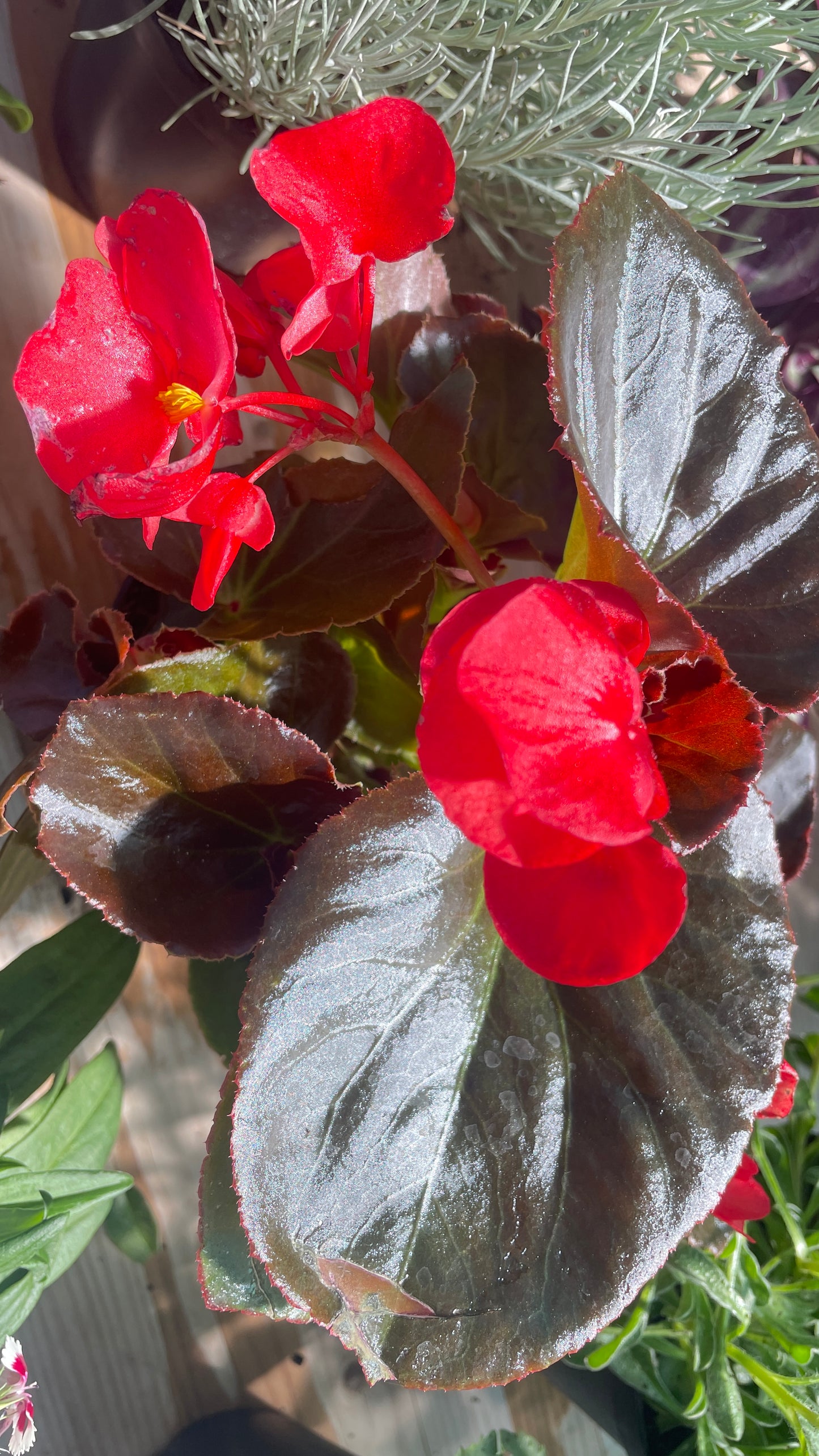 Begonia 'Vicobia' vaso 14 cm