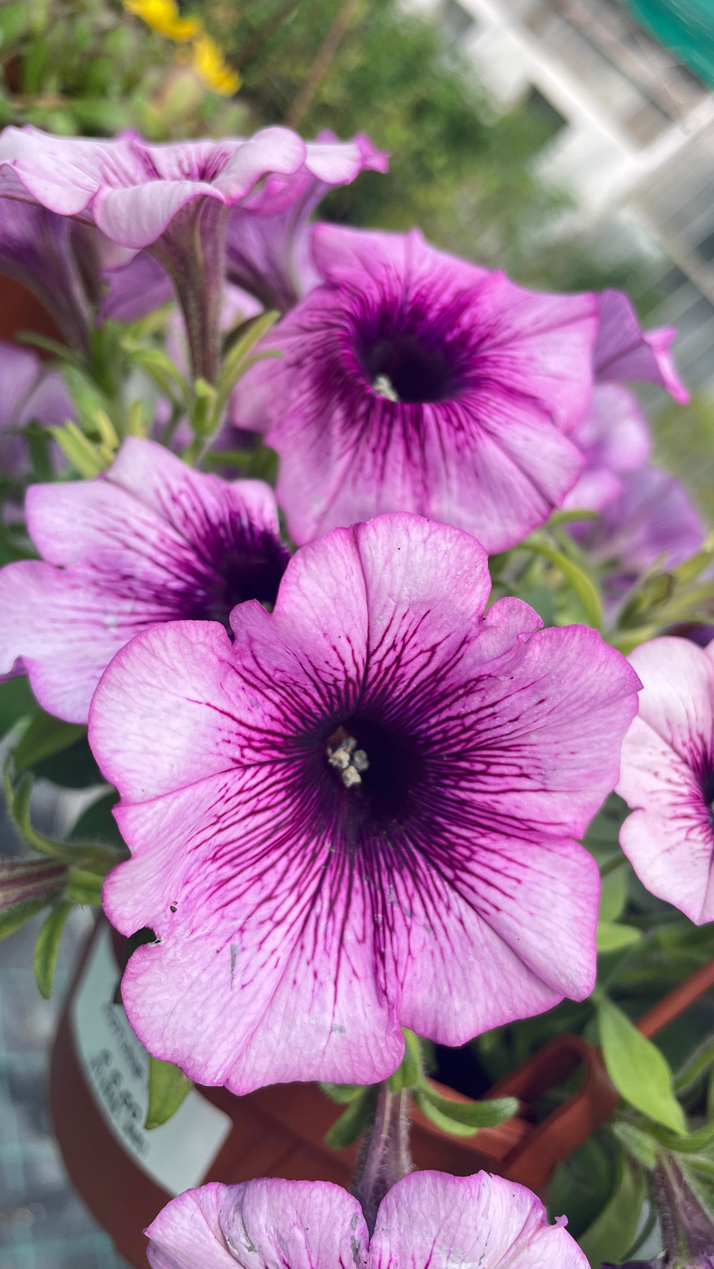 Potunia vaso 14 cm