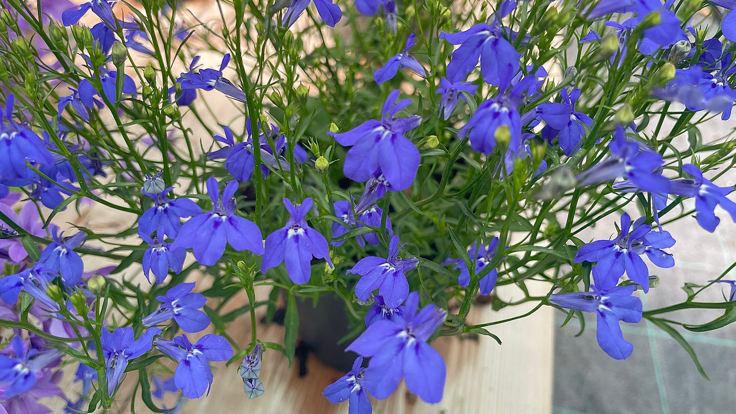 Lobelia vaso 14 cm