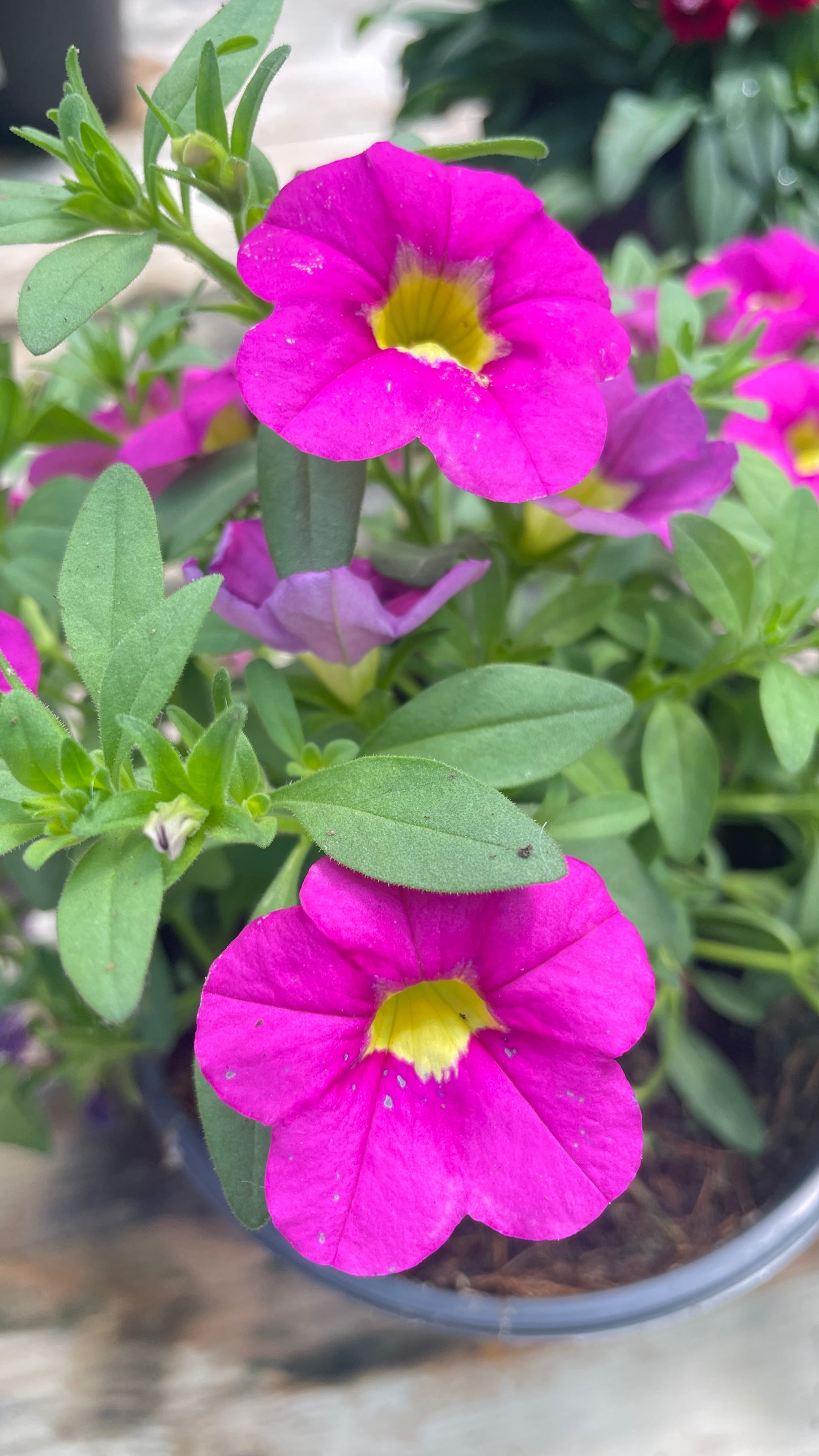 Calibrachoa – Million Bells vaso 14 cm