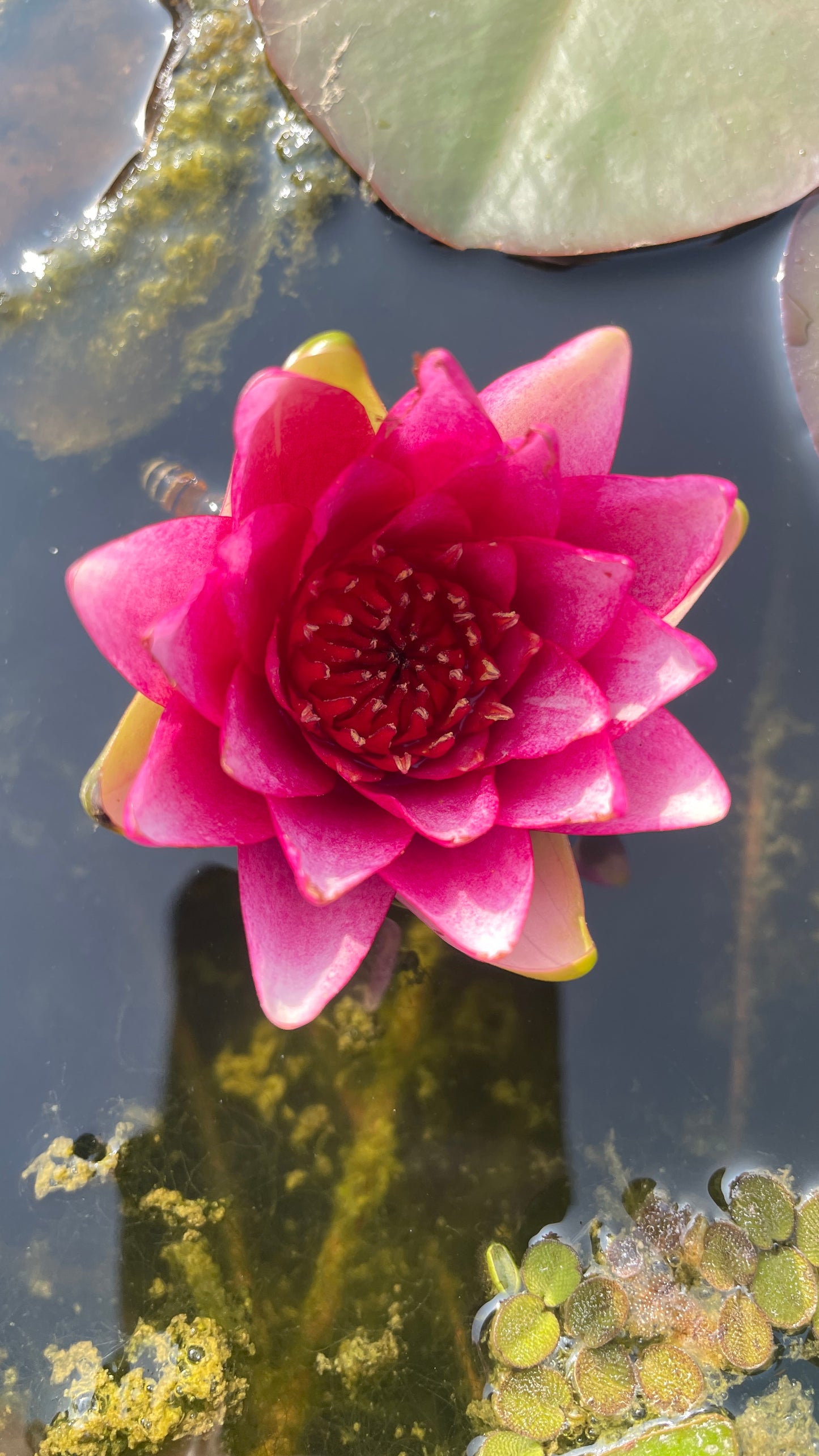 Nelumbo Pink Ball - in produzione