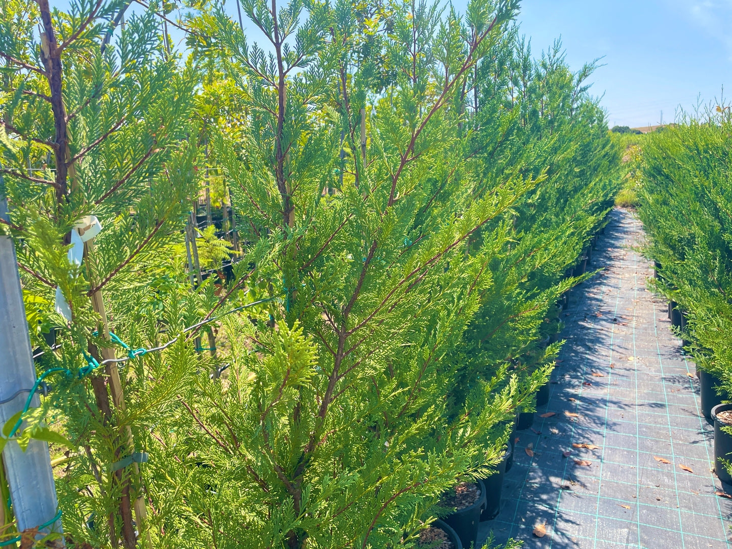 Cupressocyparis leylandii