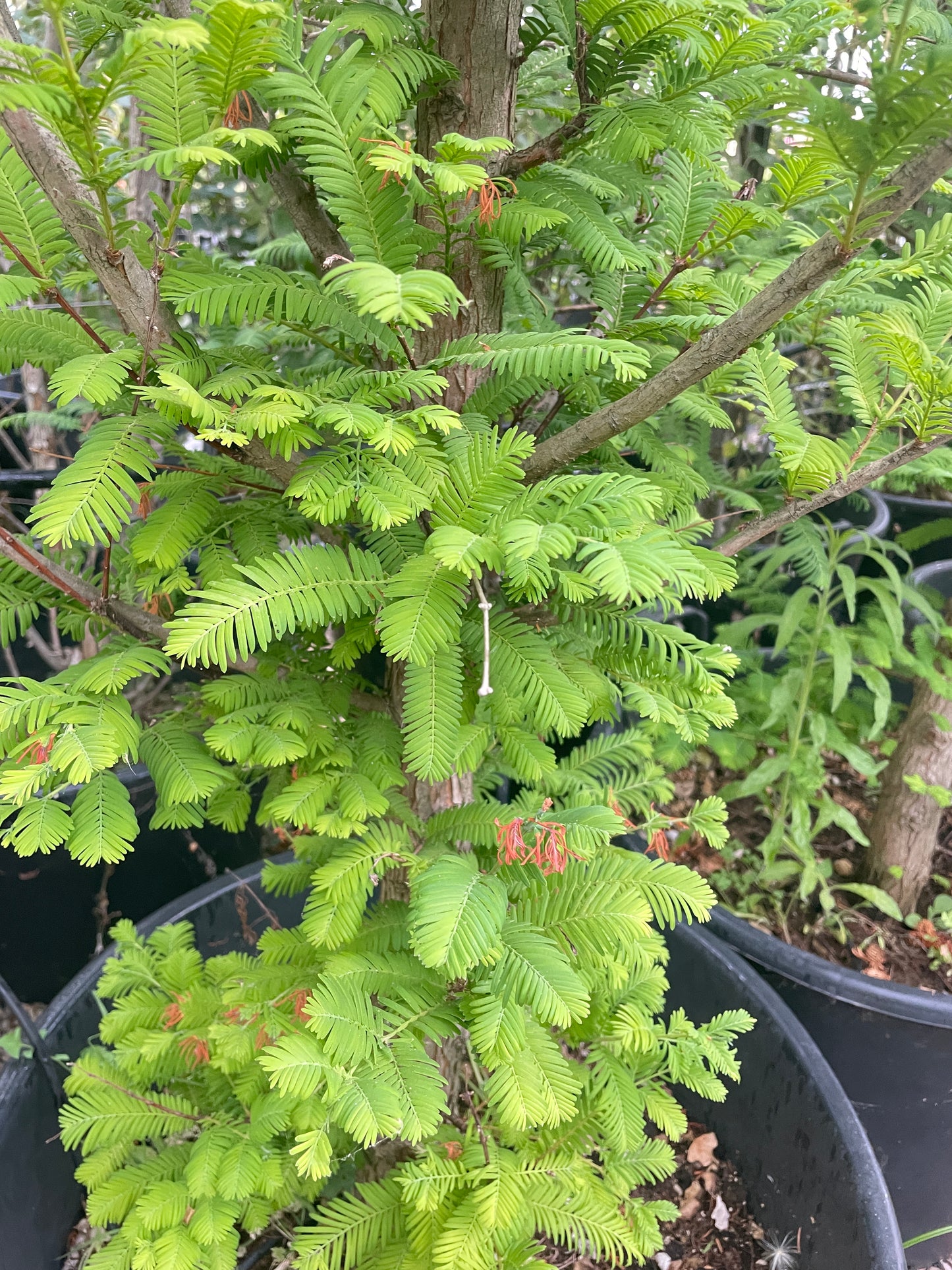 Metasequoia Glyptostroboides (Abete d'Acqua) Fogliame Autunnale Bronzo - Vaso 60cm 14/16