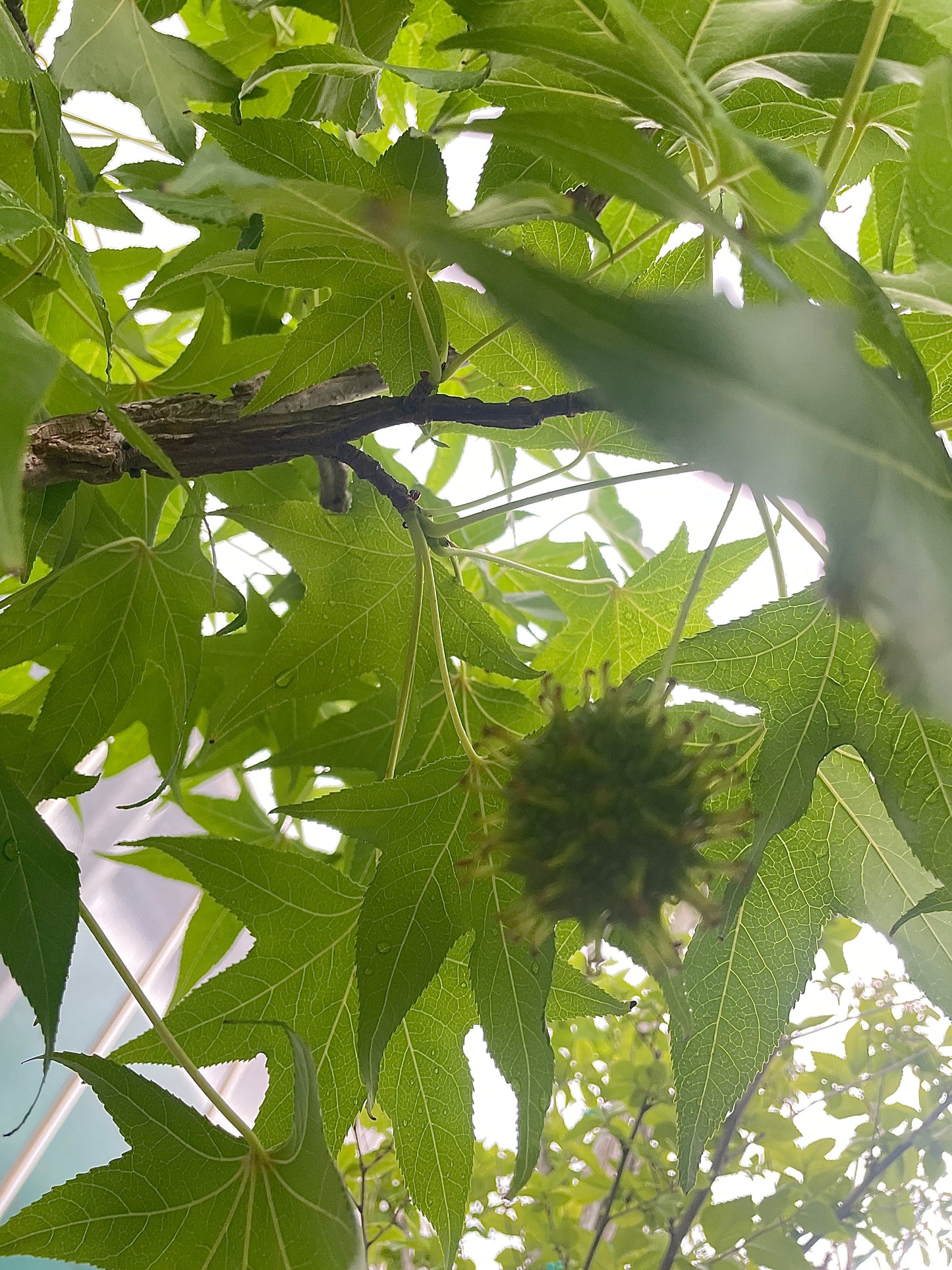 Liquidambar Styraciflua Fogliame Autunnale Spettacolare - Vaso 40cm 12/14