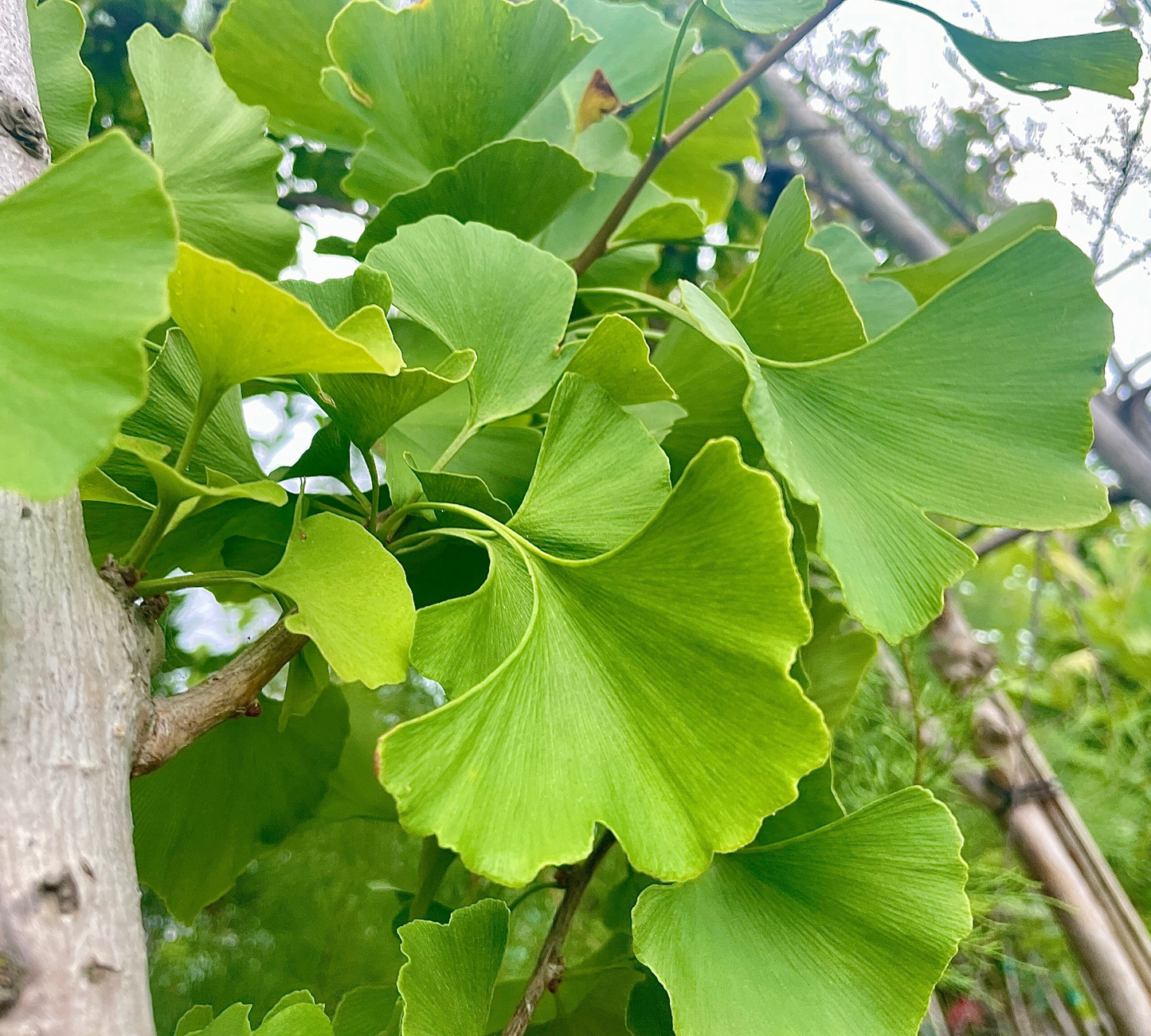 Ginkgo Biloba (Albero dei Ventagli) Fogliame Autunnale Dorato - Vaso 40cm 10/12