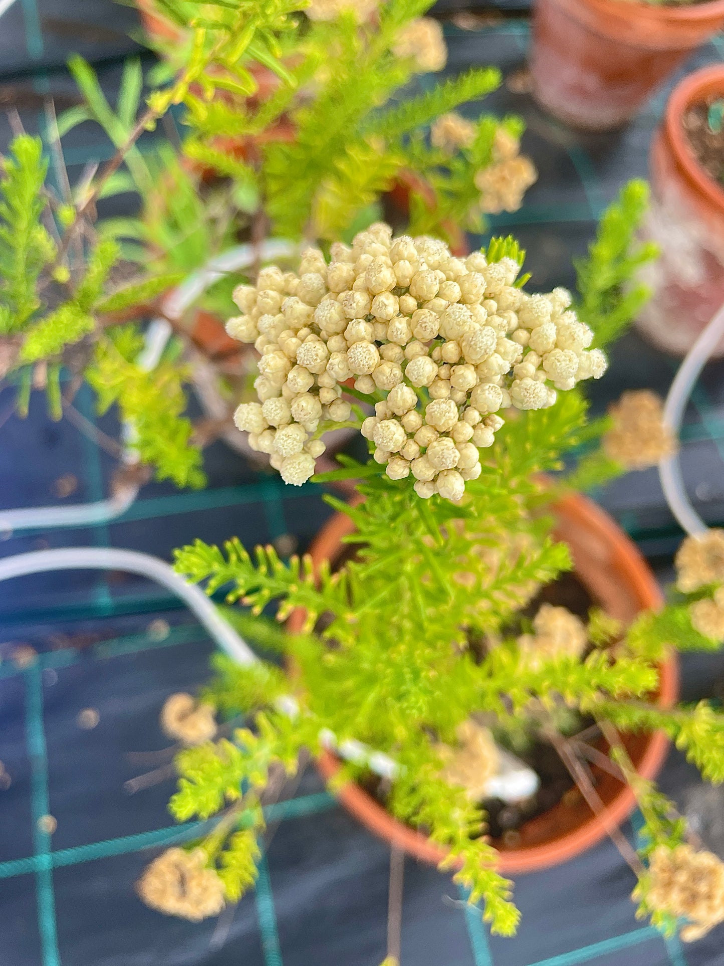 Ozothamnus rosmarinifolius v22 cm