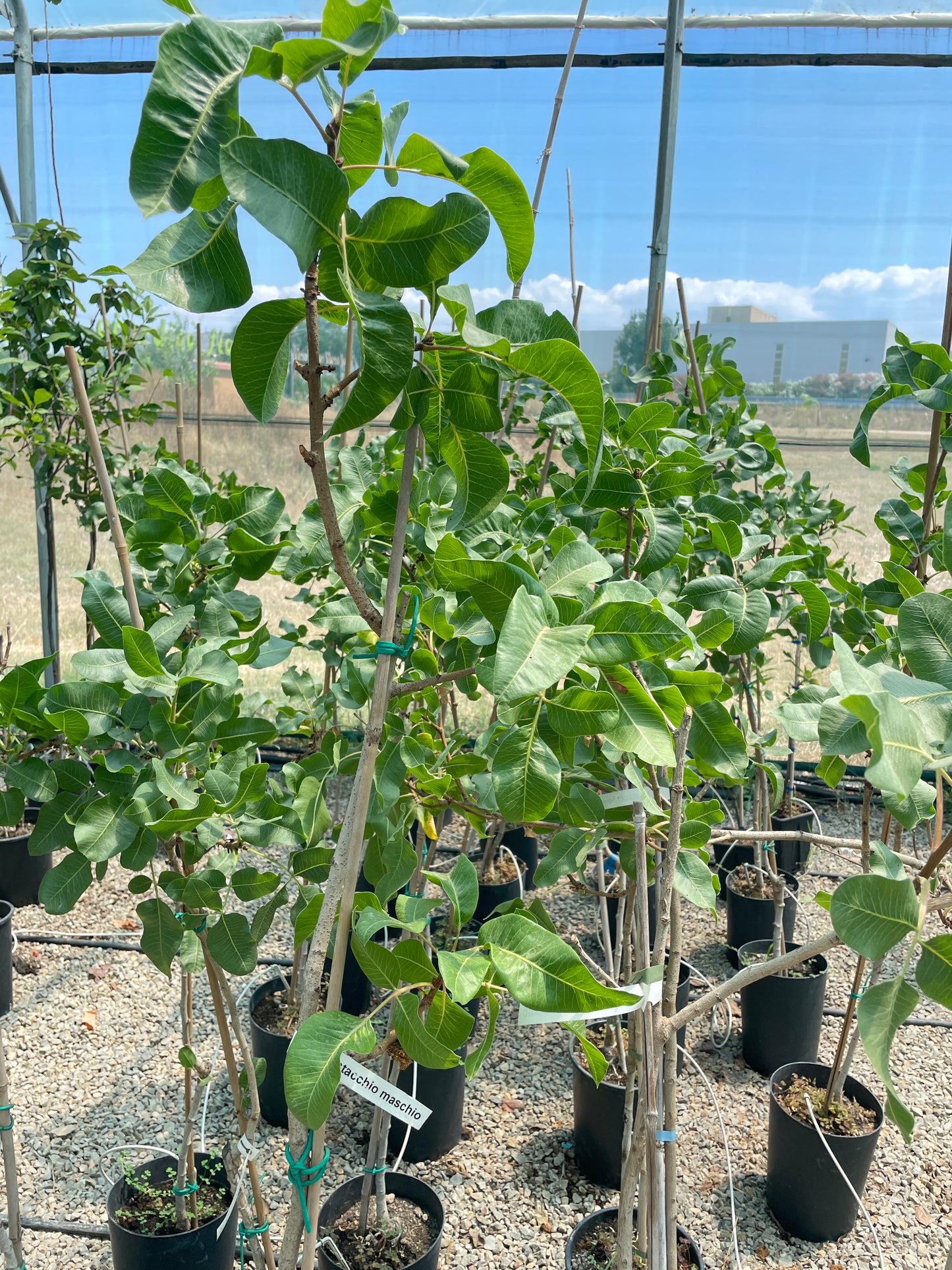 Pistacchio v20