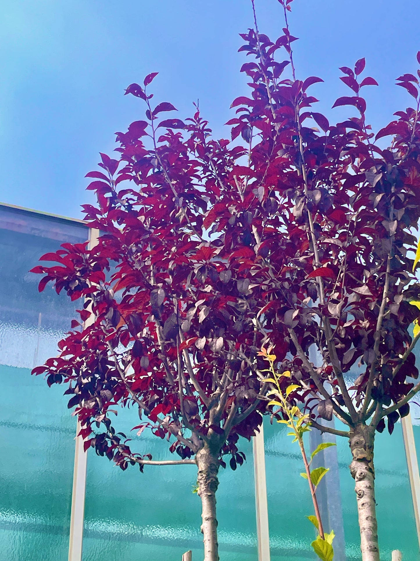 Prunus Pissardii Nigra (Ciliegio da Fiore) Foglie Porpora - Vaso 40cm 8/10 e 10/12