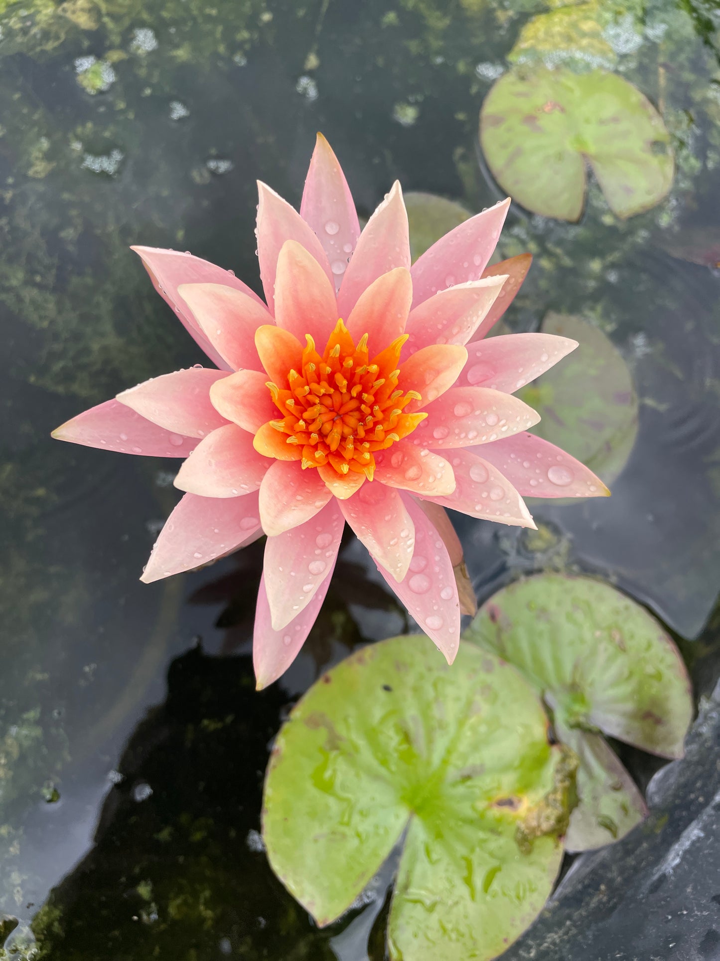 Nymphaea Colorado Media Grande - in produzione