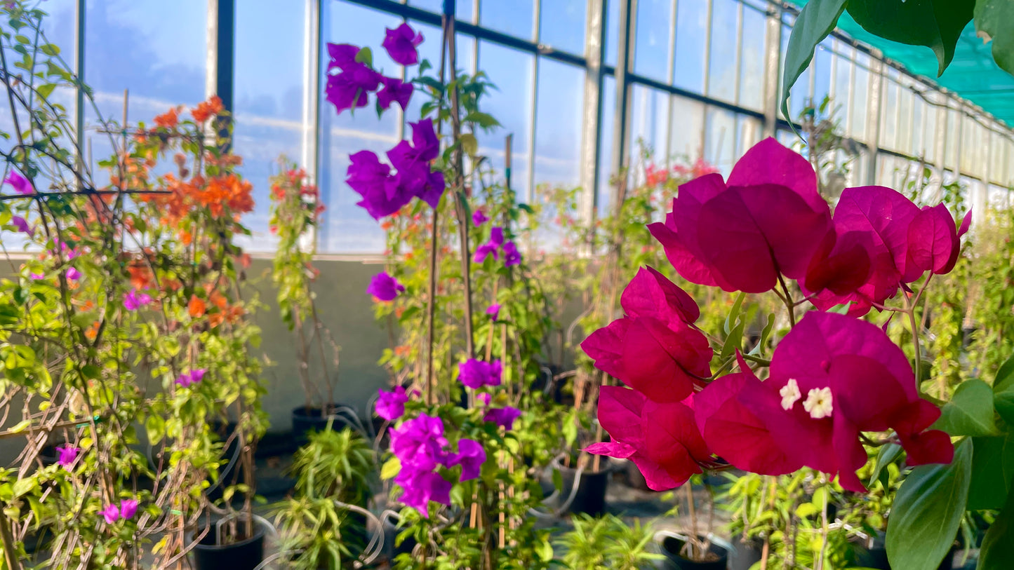 Bougainvillea v22 2-3 cannette spaliera