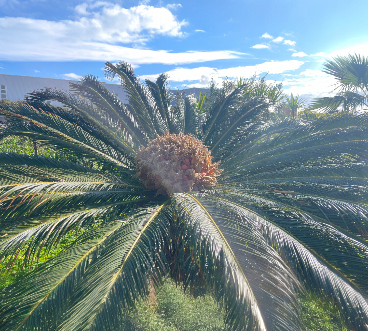 PHOENIX dactylifera tronco 1metro