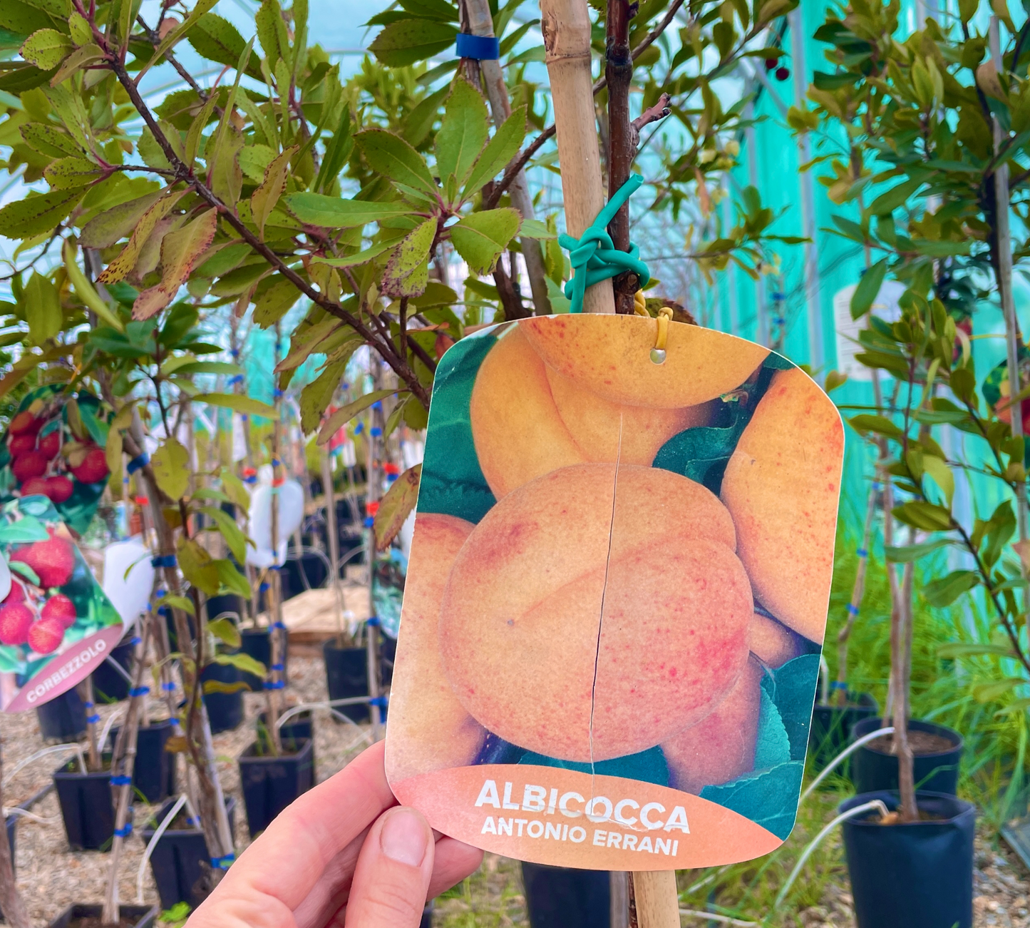 Albicocco Antonio Errani v20 cm