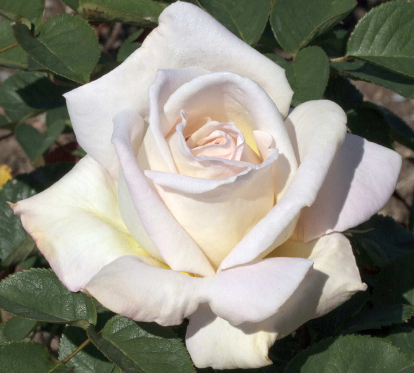 Jardins de Bagatelle v24 cm