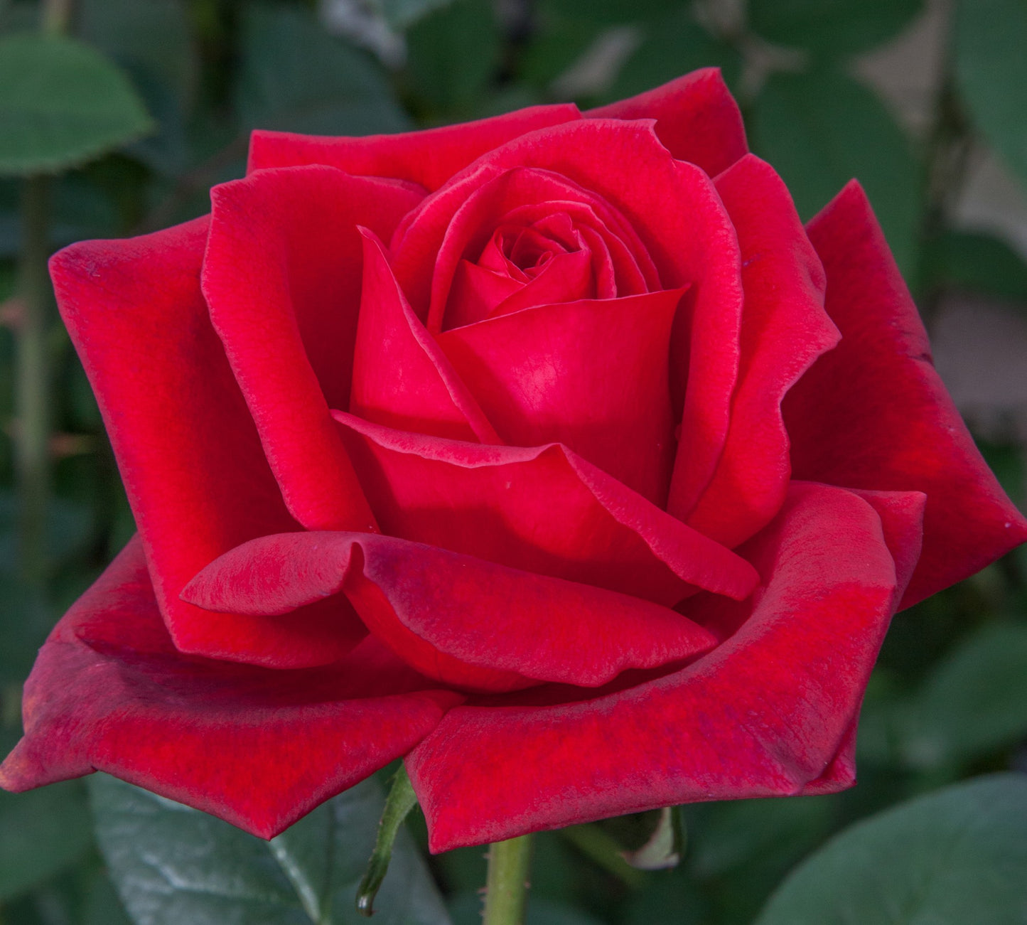 Jubile Papa Meilland v24 cm