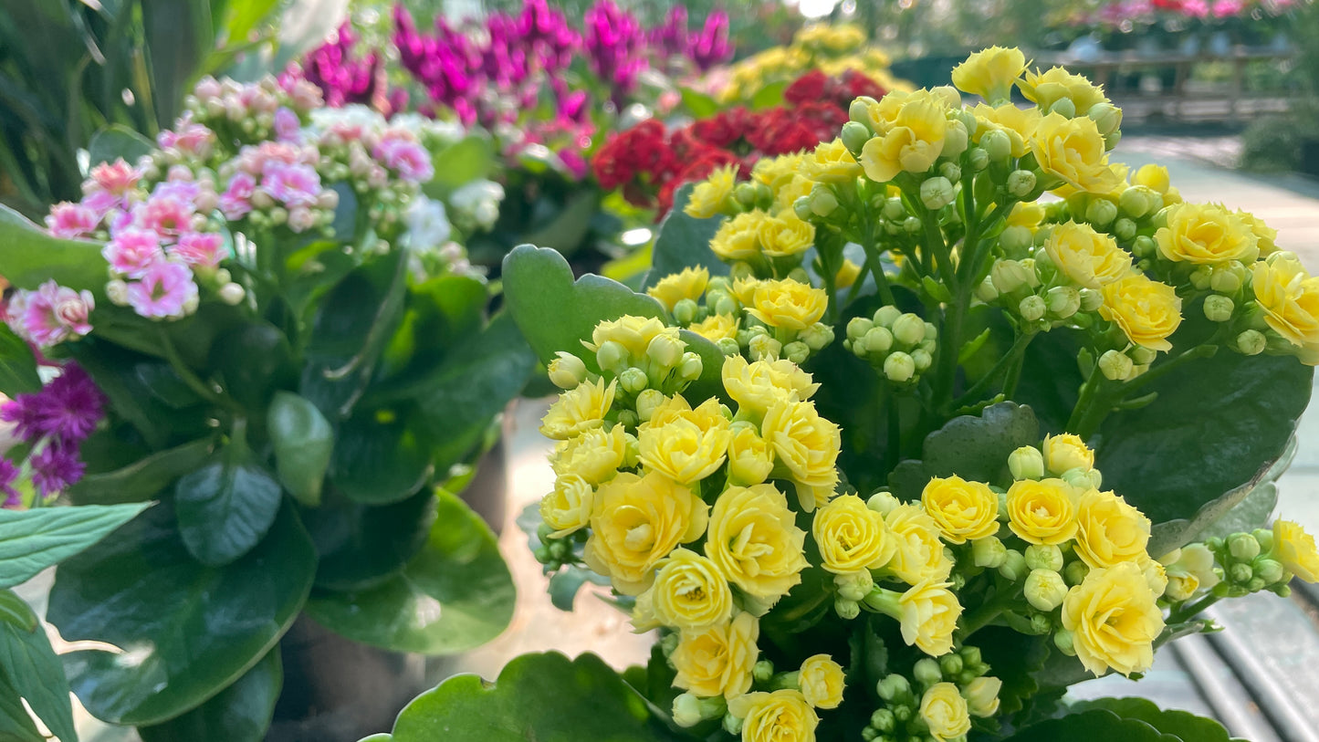 Kalanchoe v12 cm