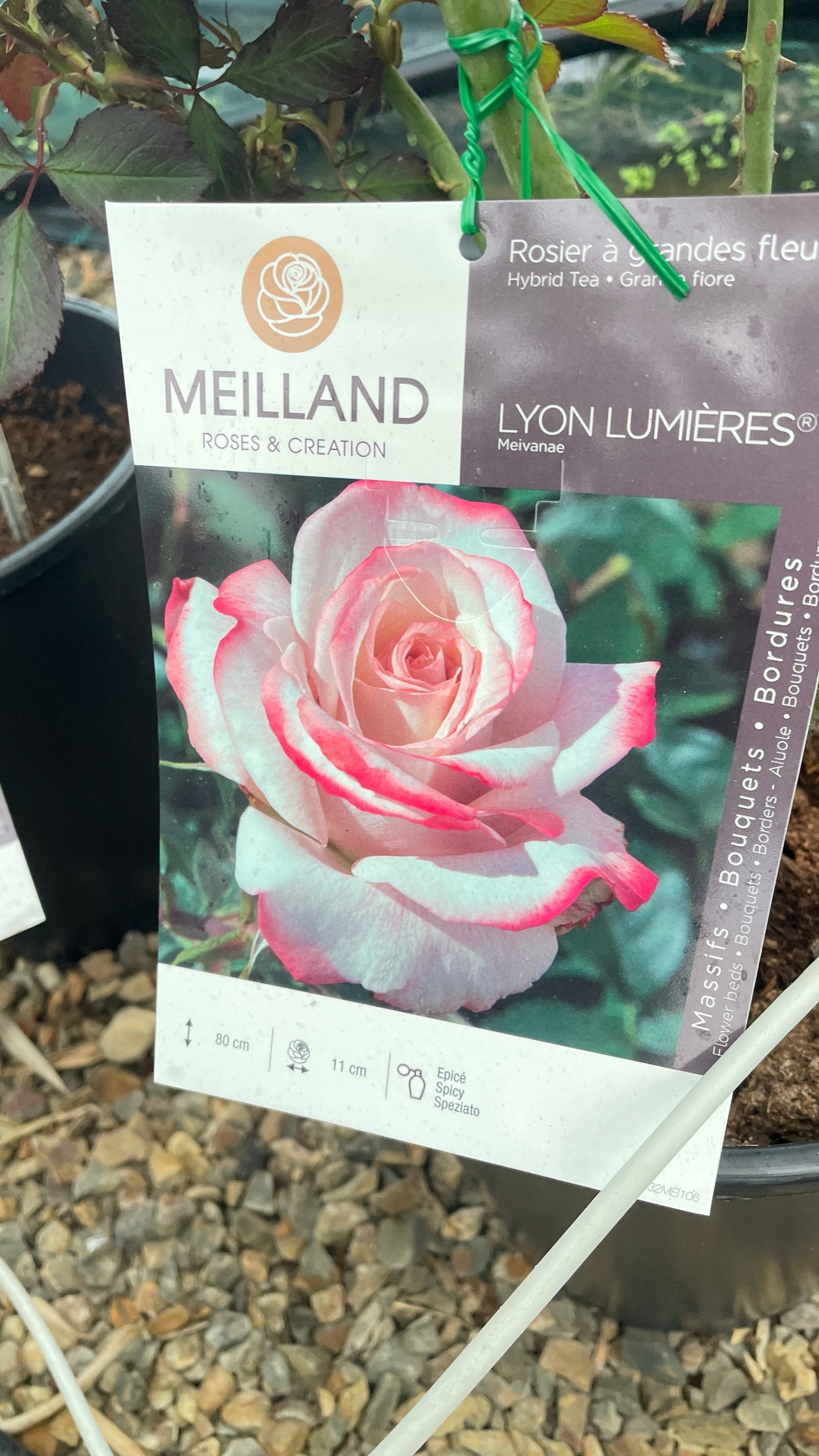 Lyon Lumieres Meivanae