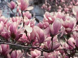MAGNOLIA Soulageana