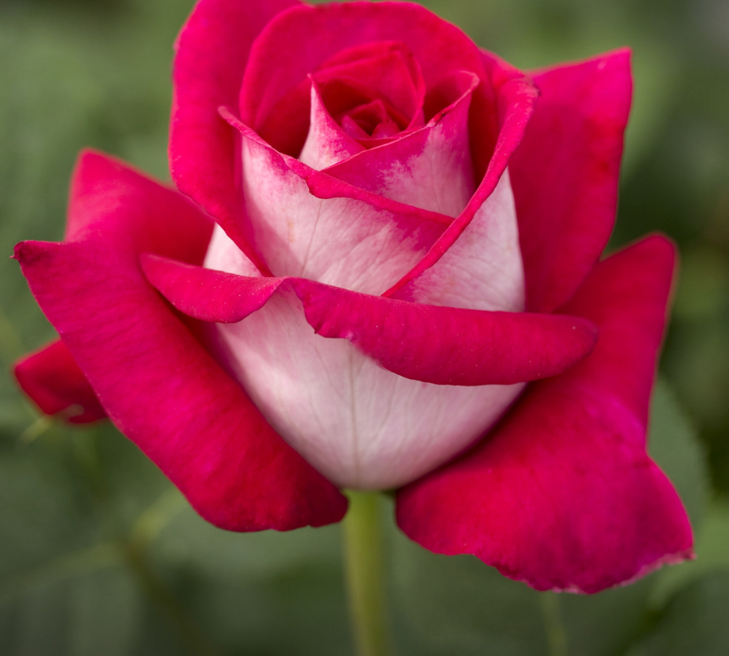 Monica Bellucci v24 cm