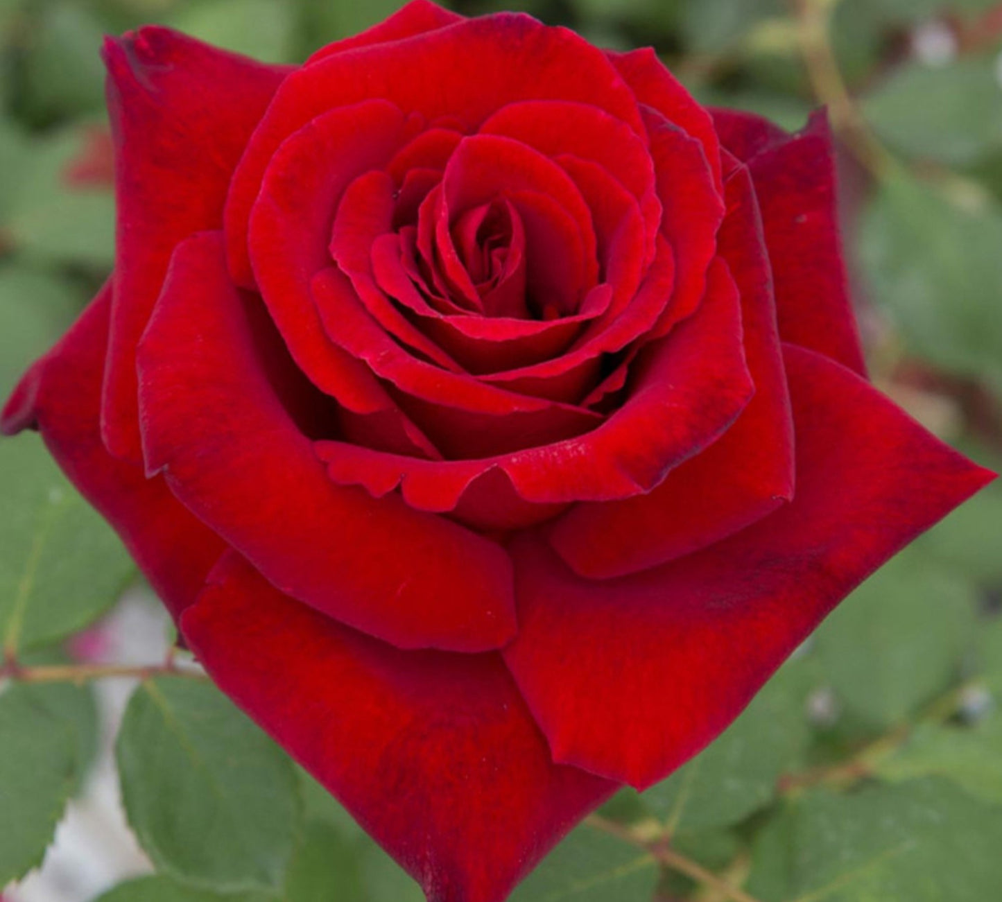 Marcel Pagnol v24 cm