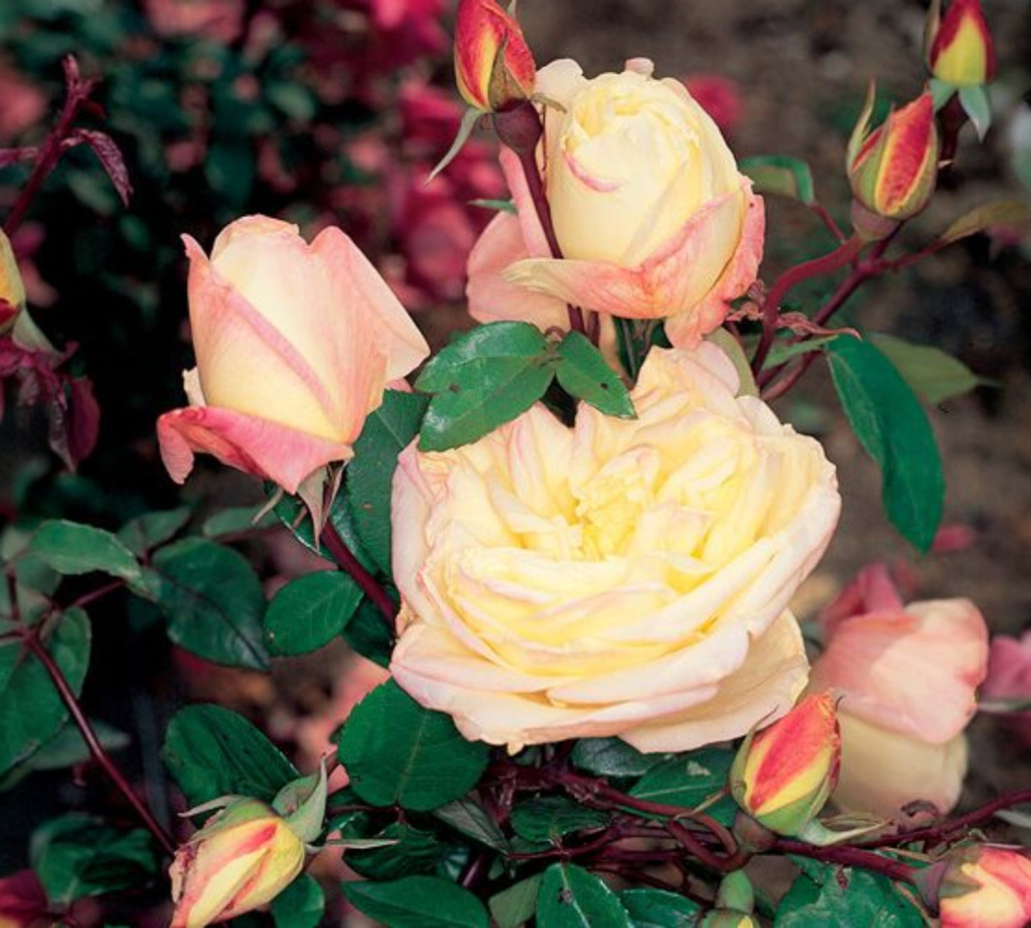 Marie van Houtte v24 cm