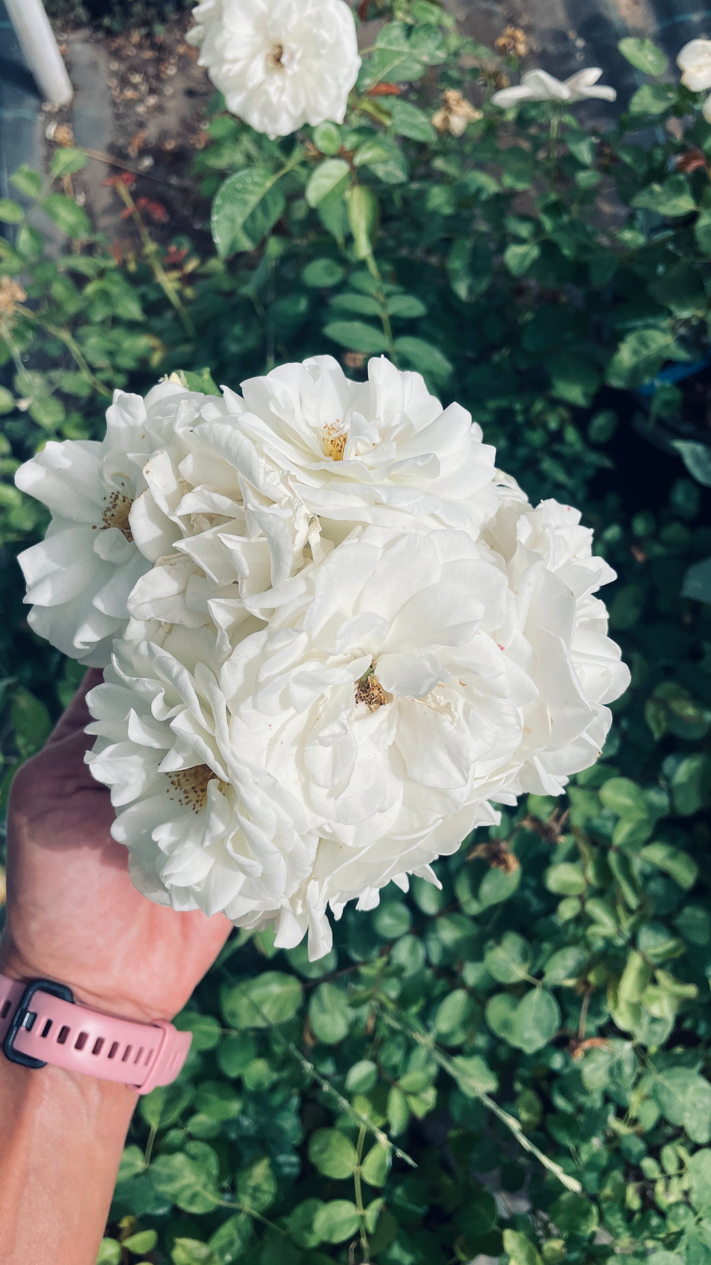 Marina Picasso v20 cm