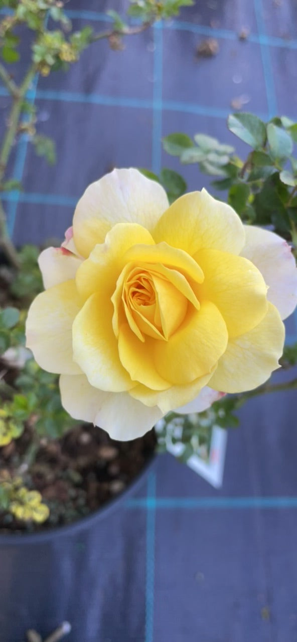 Meillandino Tropico v20 cm