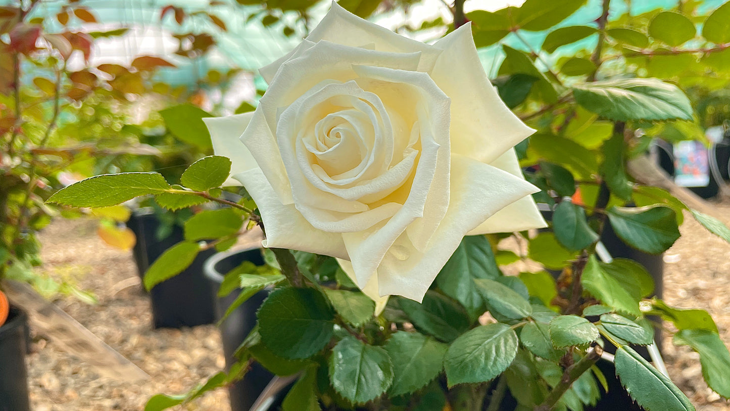 Metropolitan Meifaissel