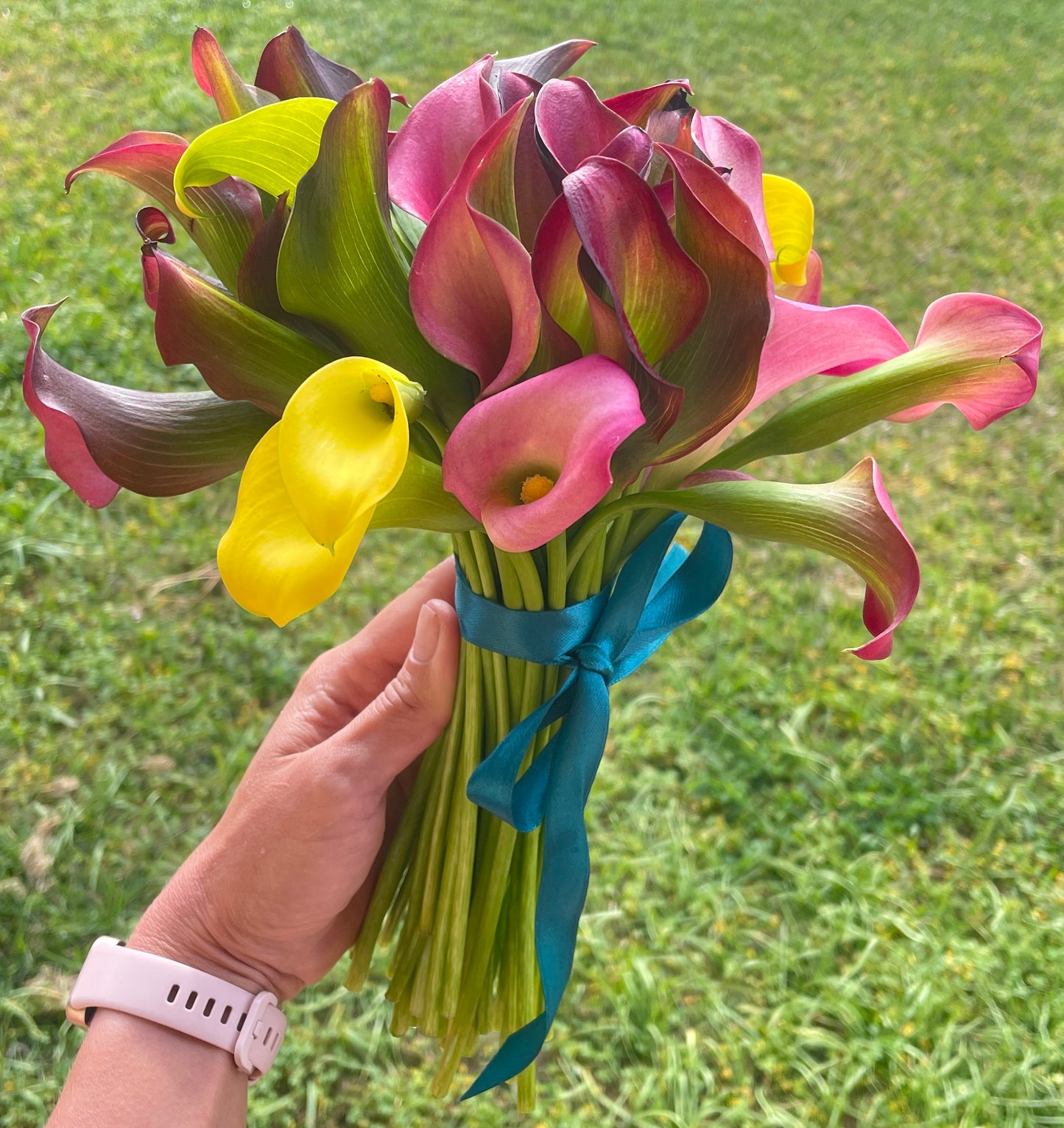 Calla Nana – Vaso 14 cm