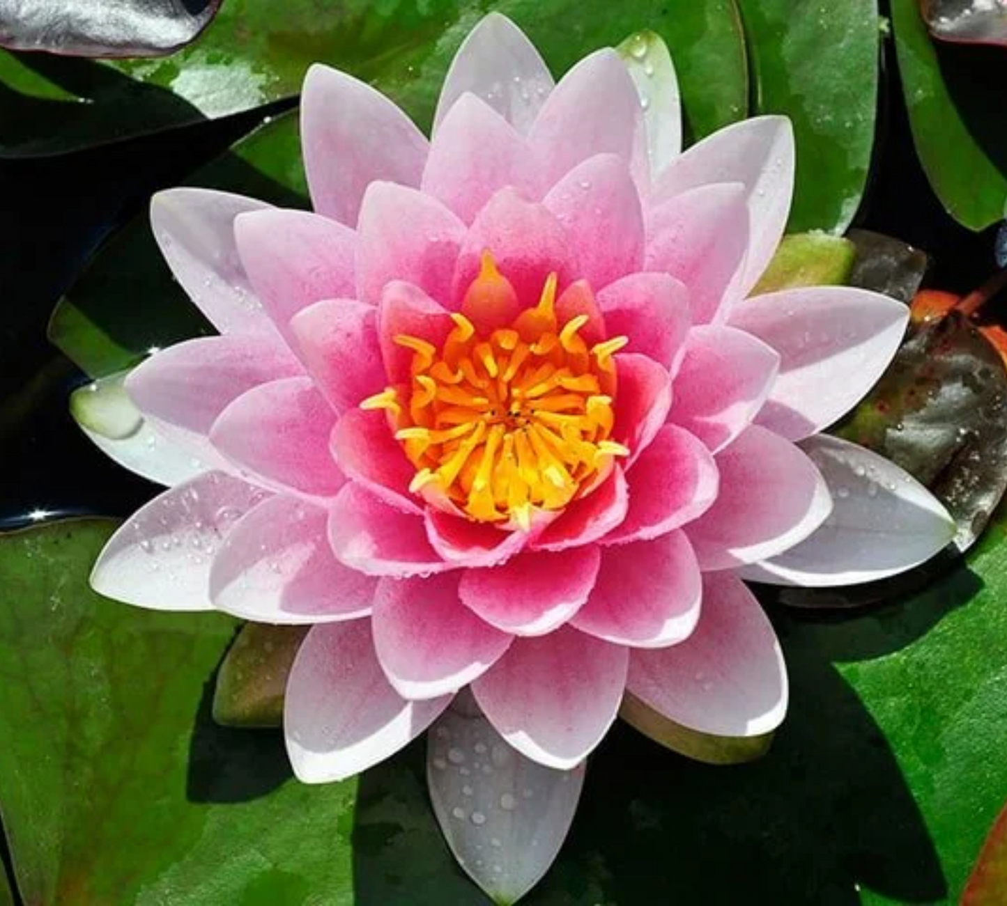 Nymphaea Madame Wilfron Gonnere