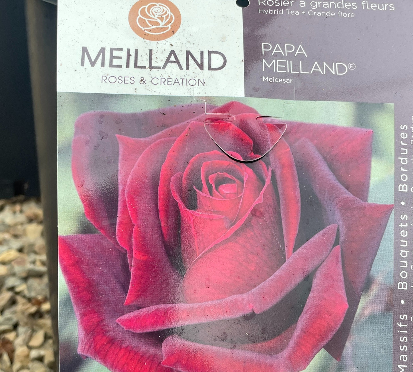 Papa Meilland Meisarsar