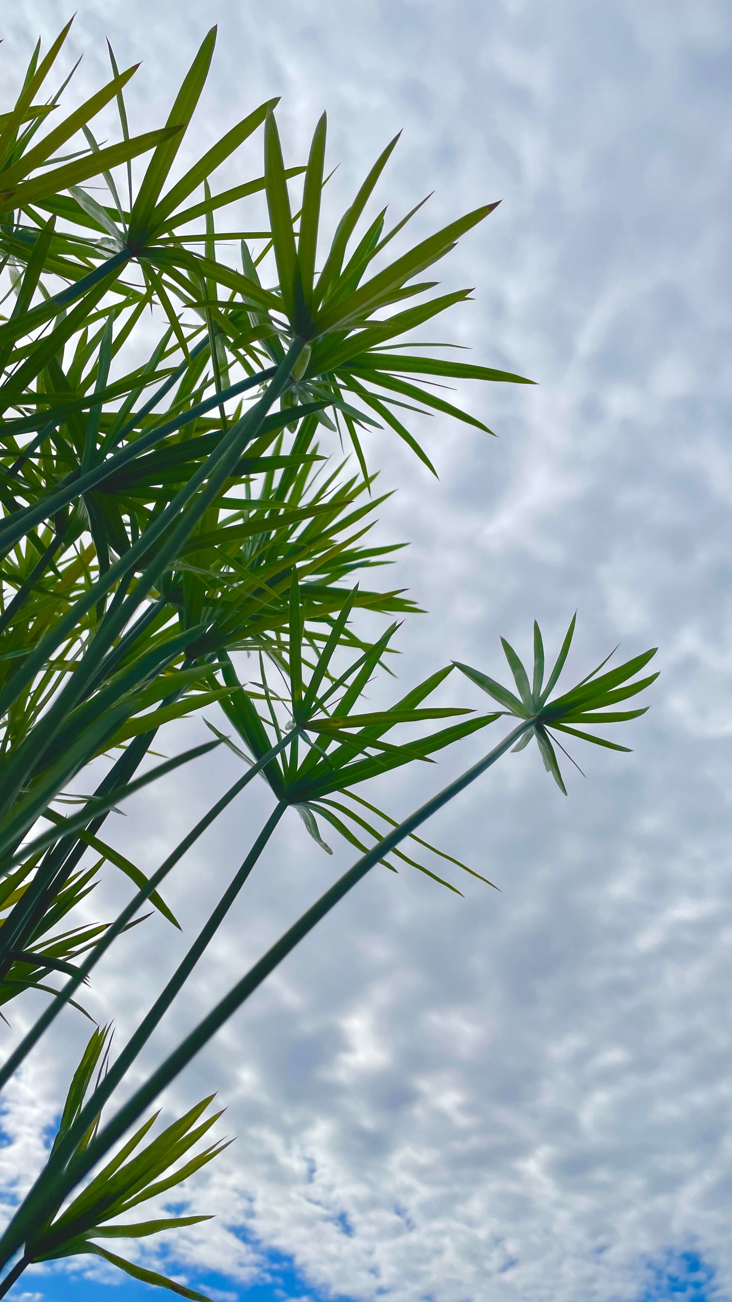 Papiro Acquatico-prezzo secondo dimensione 15-30 euro