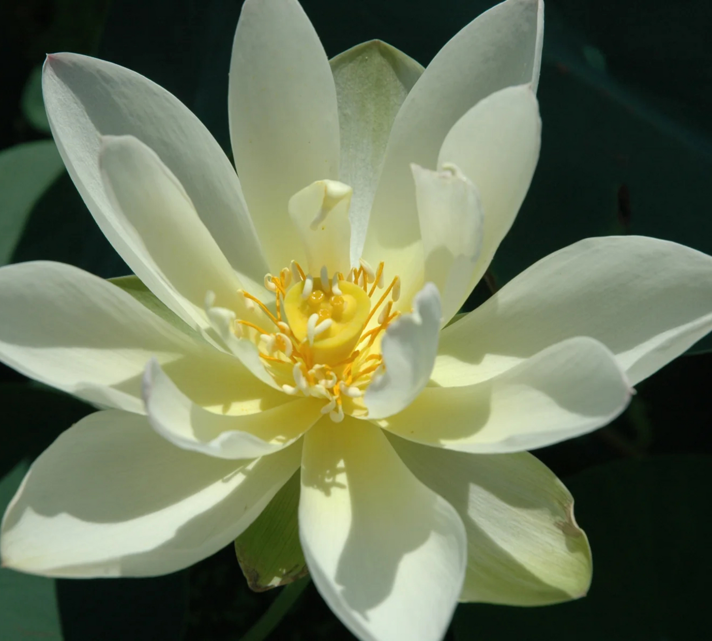 Nelumbo Perrys Giant Sunburst - in produzione