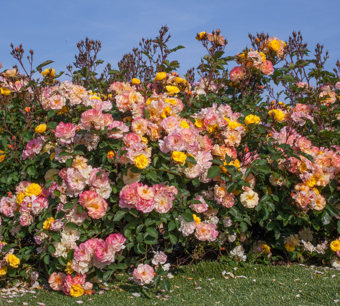 Reve de Paris v20 cm