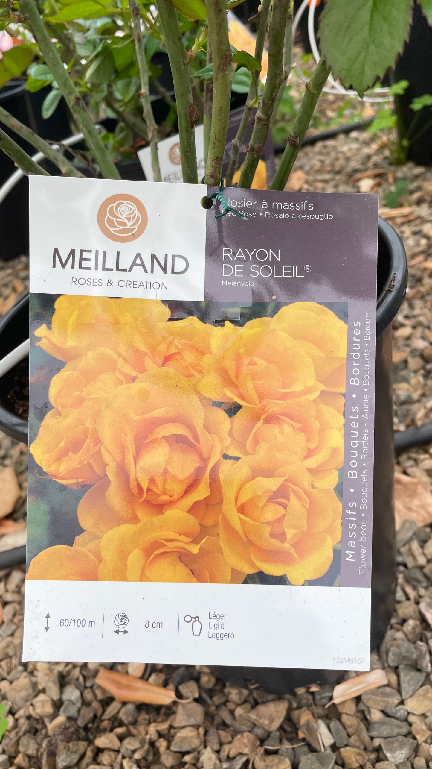 Rayon de Soleil Meiancyd
