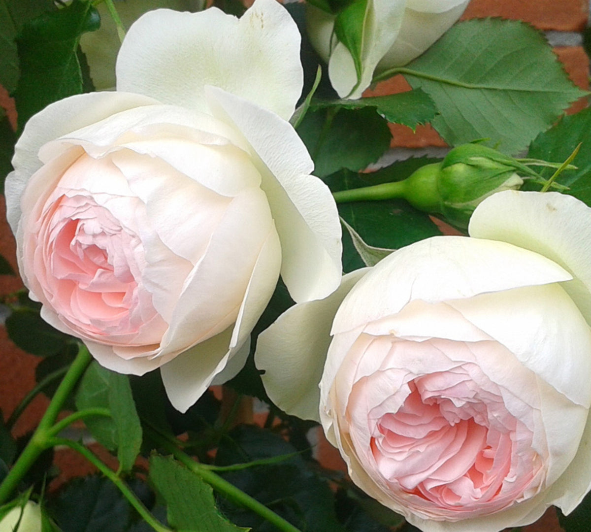 Rosa Palais Royal