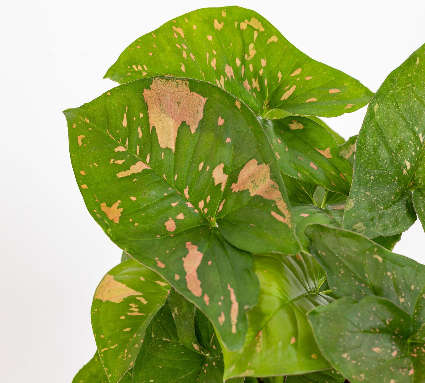 Syngonium Pink Splash v14 cm