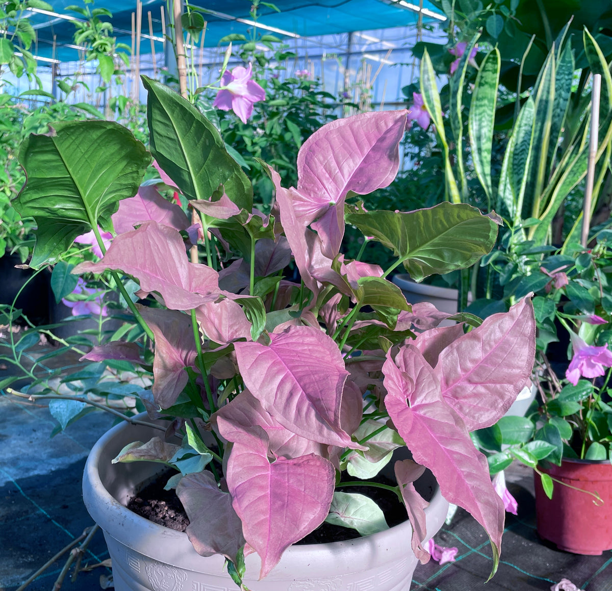 Syngonium