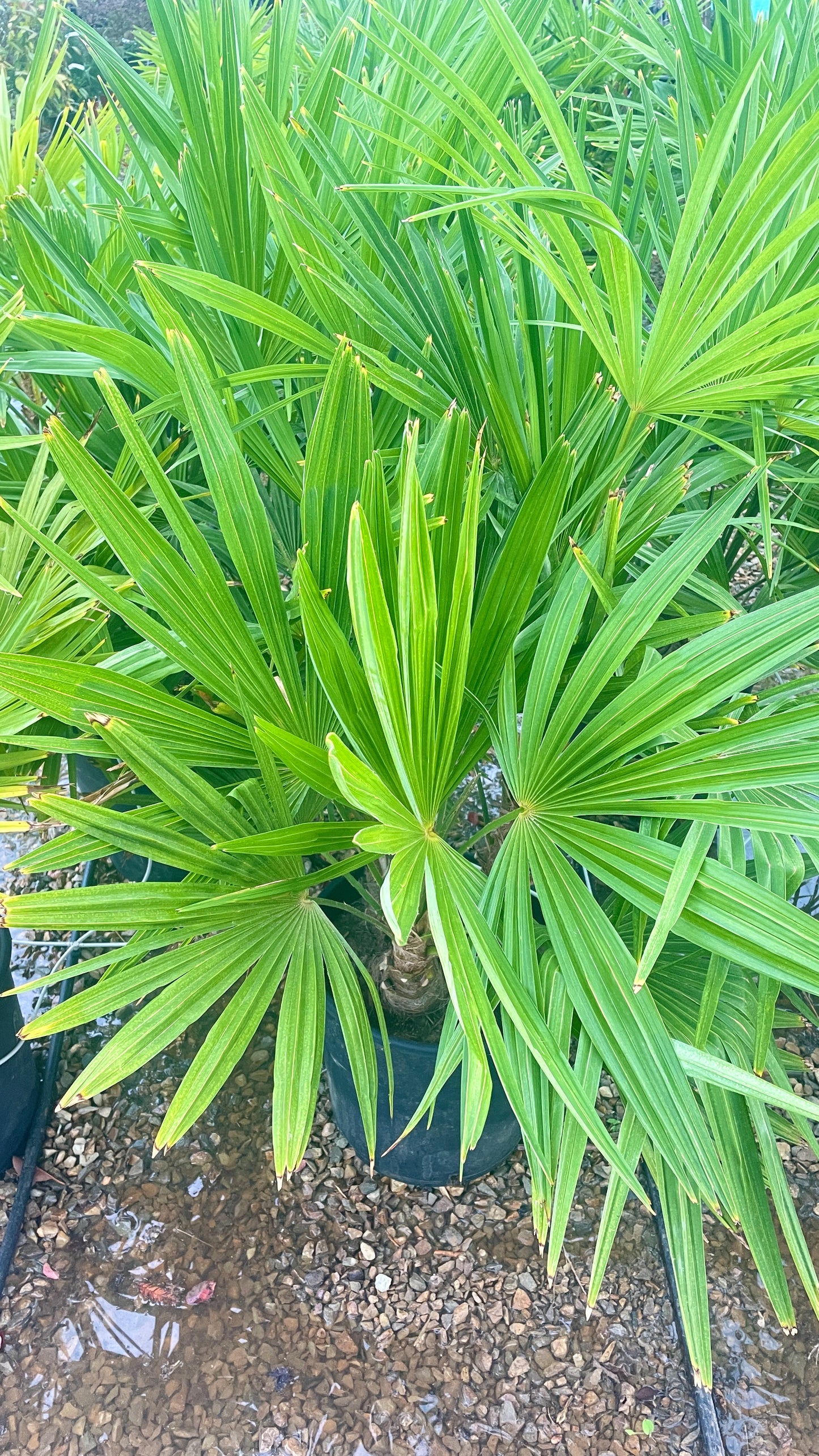TRACHYCARPUS FORTUNEI