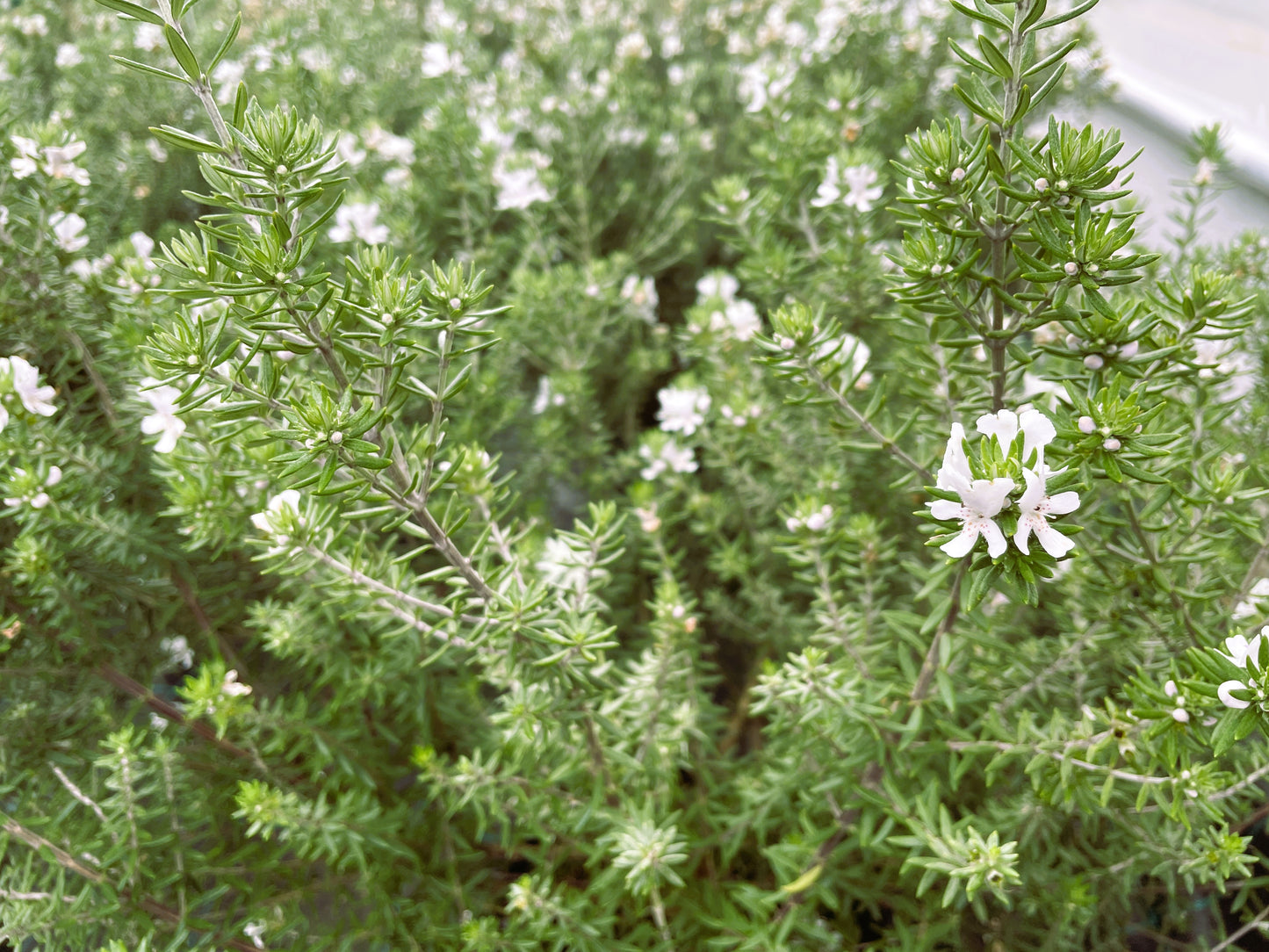 Westringia fruticosa