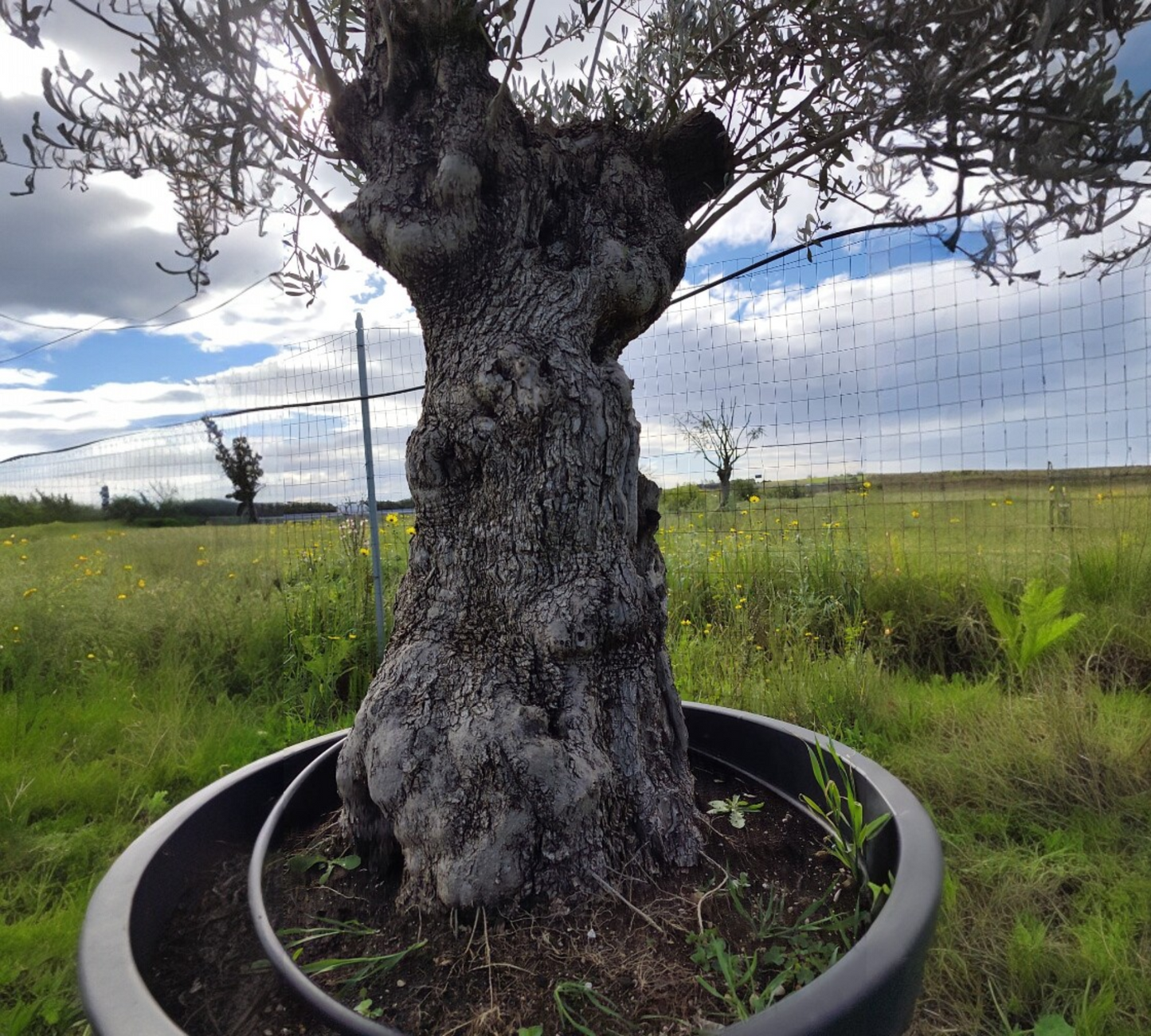 Olea Europea grandi esemplari --H 190 cm