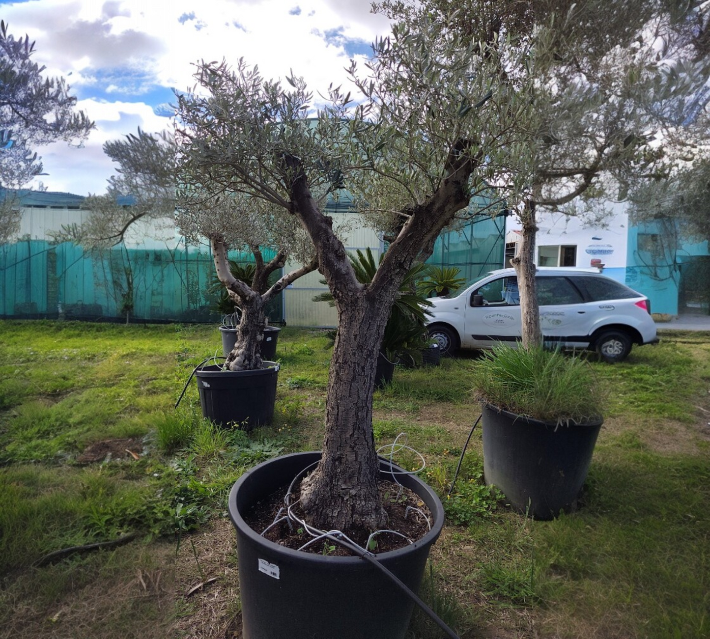 Olea Europea grandi esemplari --H 190 cm