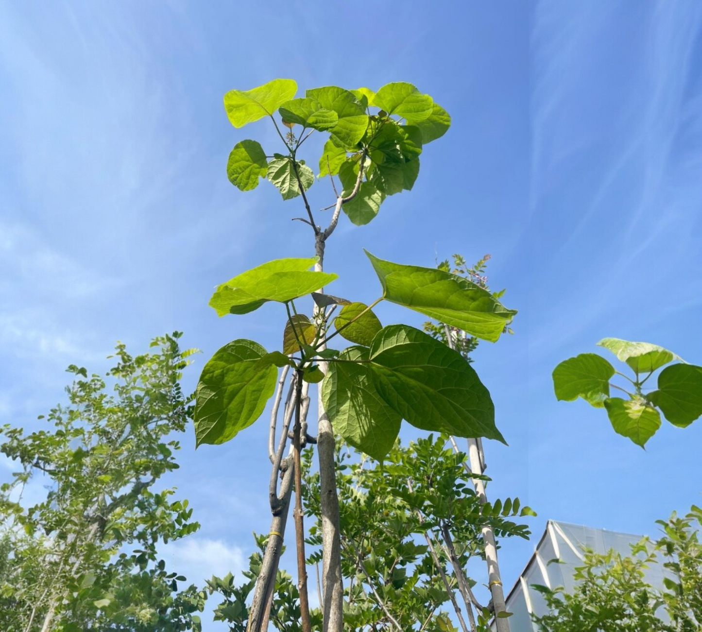 Paulownia tormentosa v40 cm