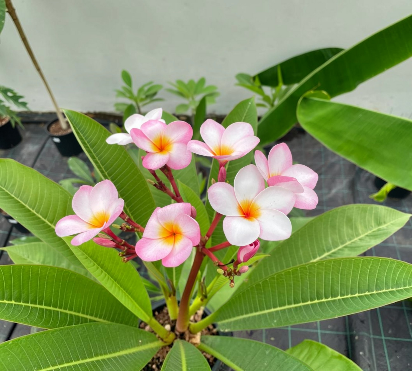 Plumeria (Frangipani) – Pianta Tropicale Profumata da Giardino