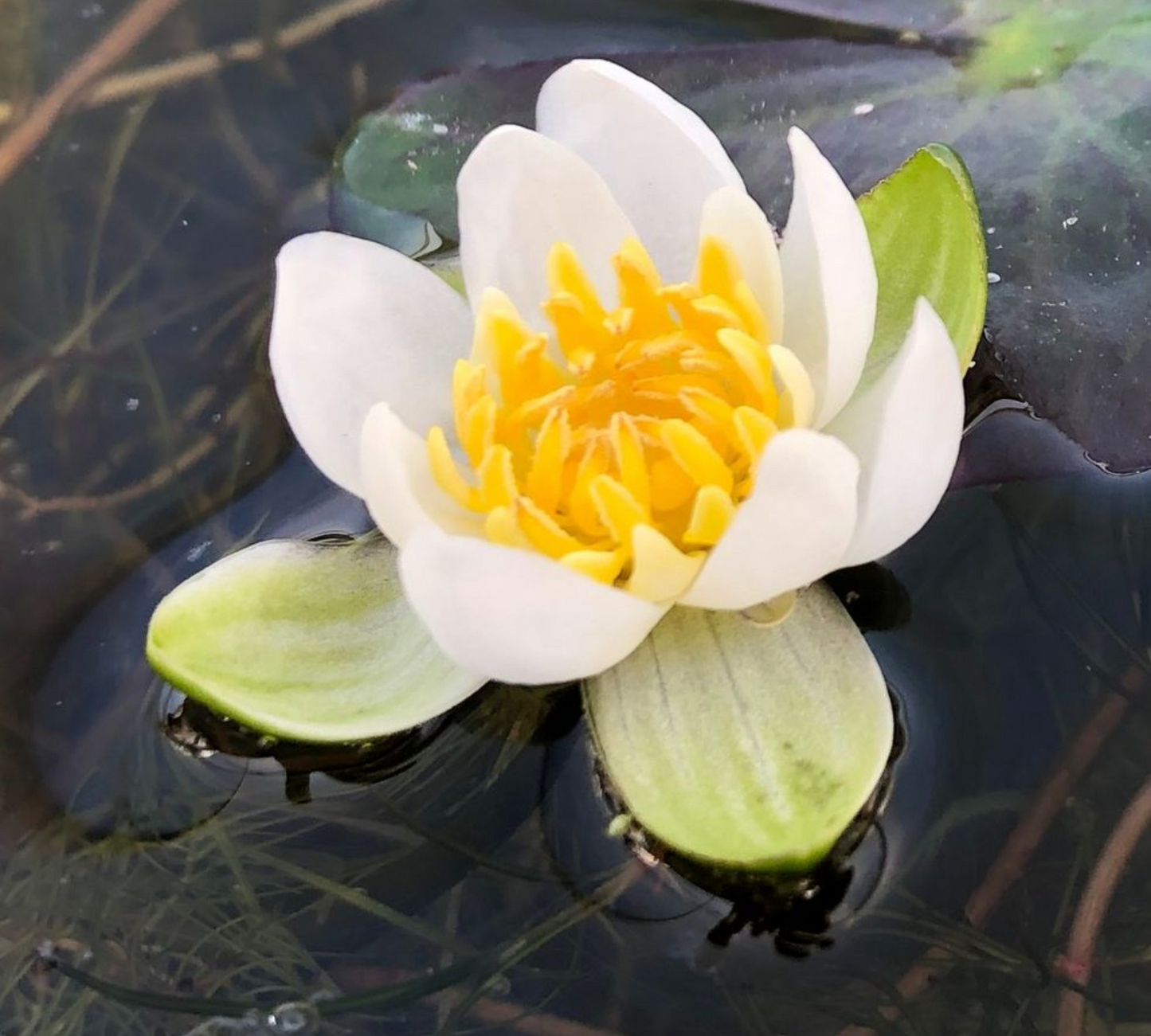 Nymphaea Pygmaea Helvola Miniatura