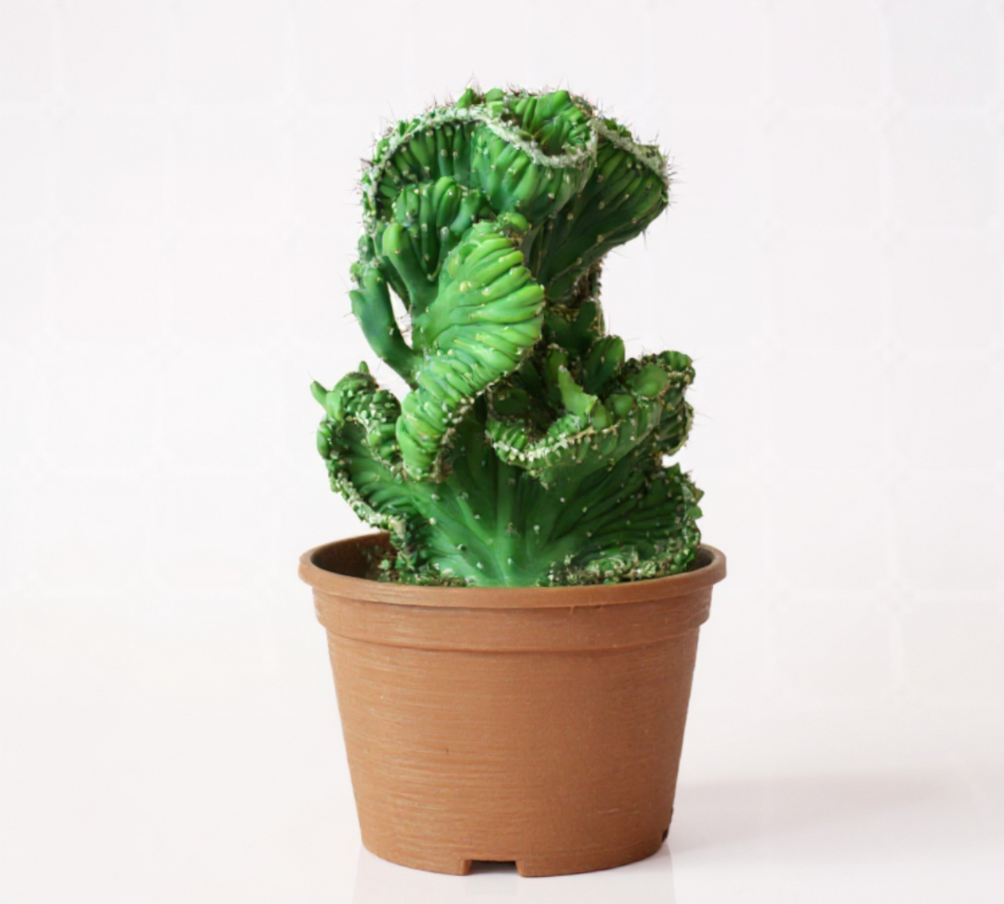 Cereus peruvianus mostruoso inermis V14 cm