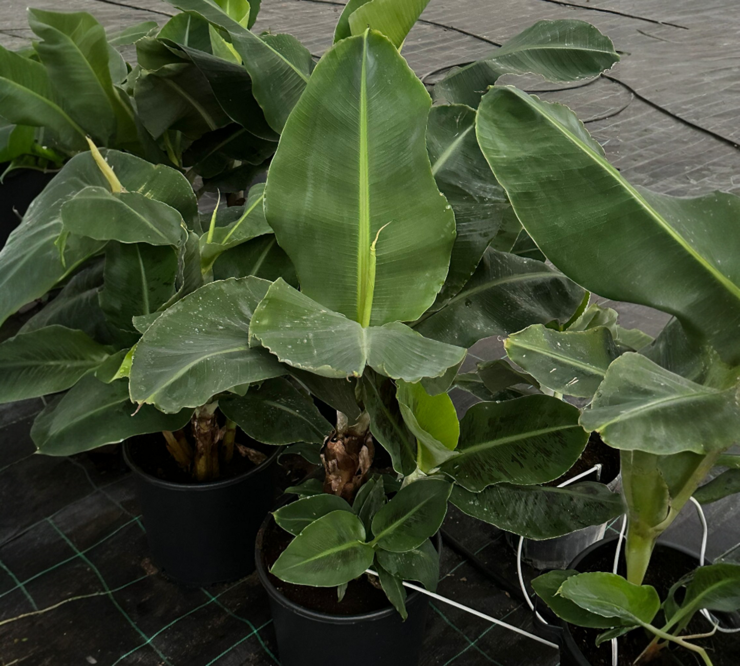 Musa Orienatalis v35 cm