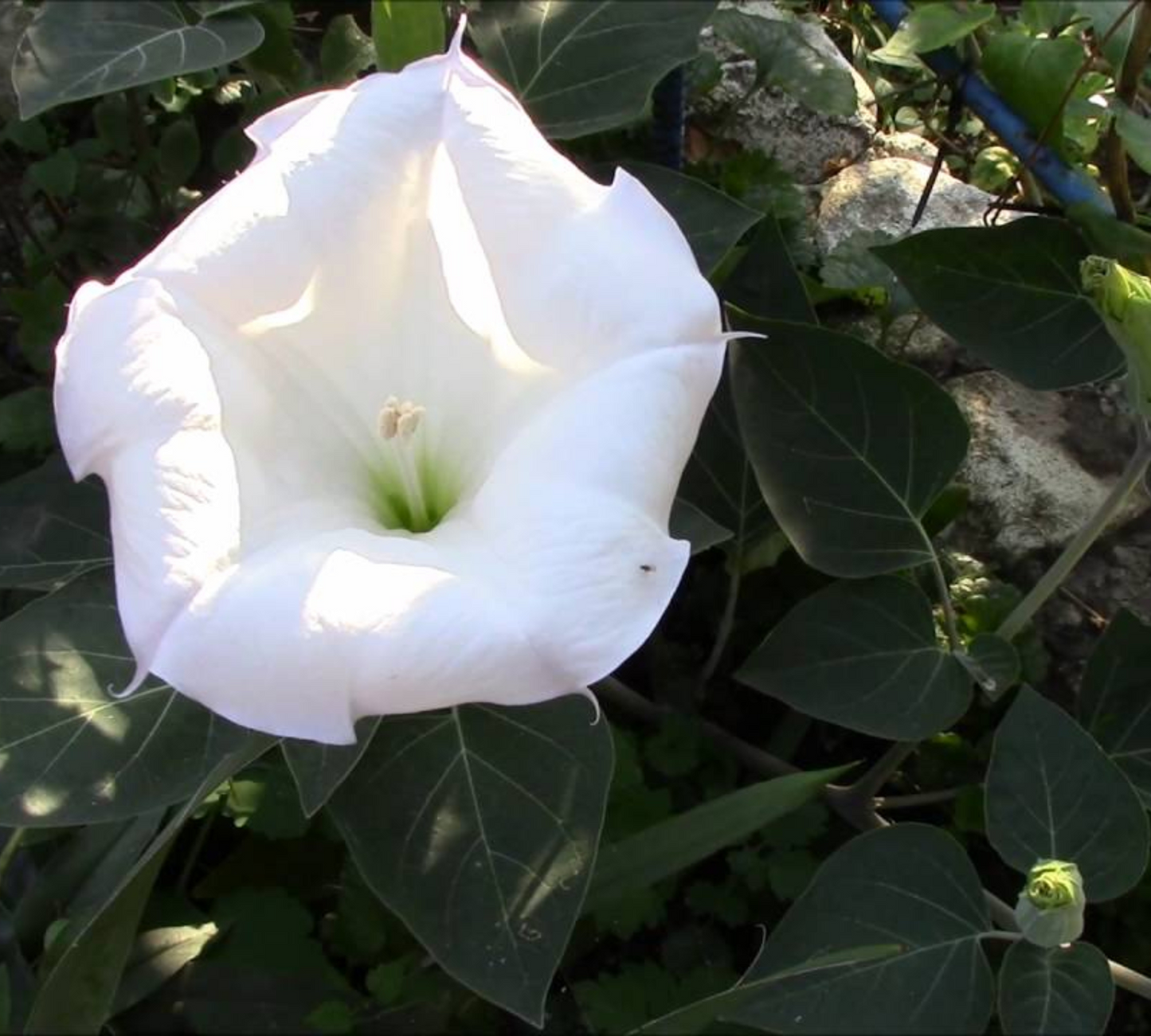 DATURA 10x3 colori v20 cm