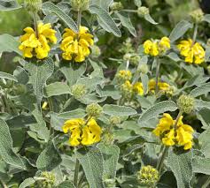 Phlomis fruticosa v18