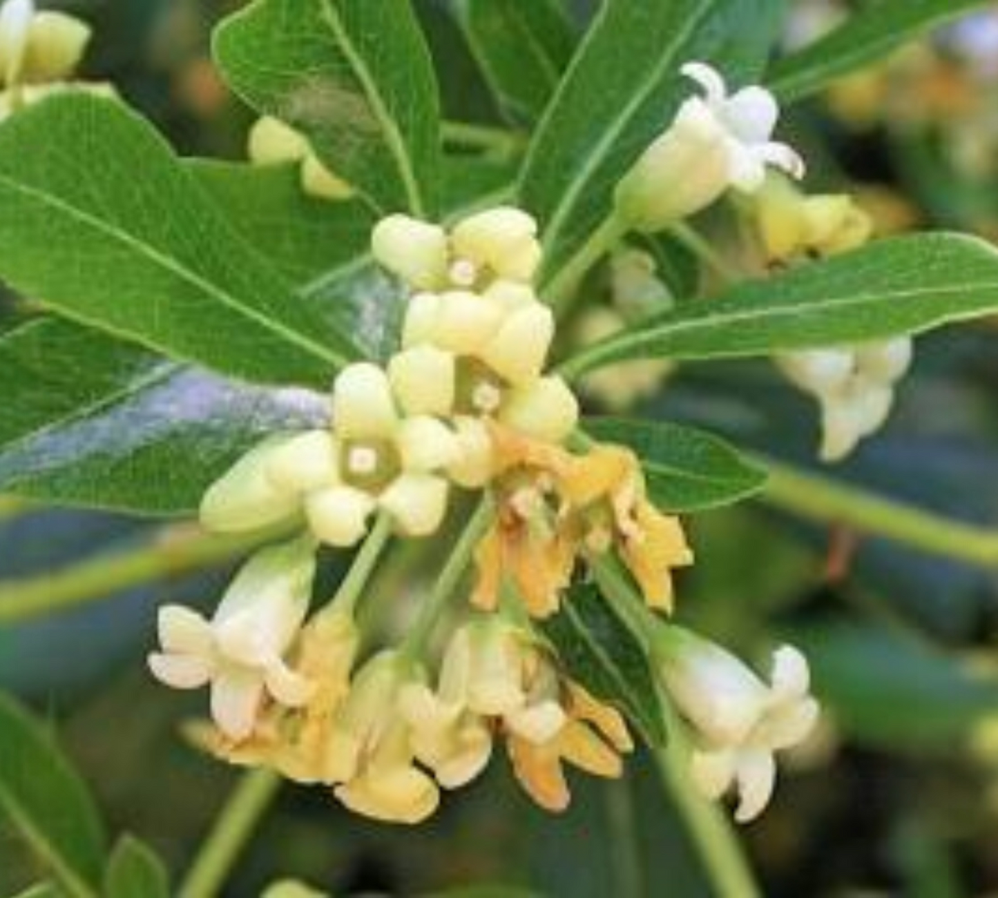 PITTOSPORUM v40 h120cm